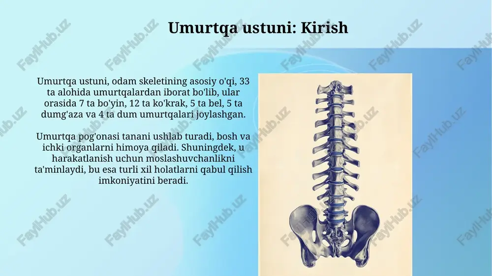 tashkil etadi. nafas olish jarayonida qovurg'alar qafasi diafragma va interkostal mushaklar bilan birgalikda ishlaydi; qovurg'alarning harakati o'pkaning hajmini o'zgartiradi, bu esa havo kirishi va chiqishiga yordam beradi. umurtqa ustuni va qovurg'alar qafasining kasalliklari skolioz, umurtqa pog'onasining yon tomonga egilishi, odatda o'smirlik davrida rivojlanadi va 10 gradusdan ortiq egilish cobb burchagi bilan o'lchanadi, bu esa og'riq va nafas olish muammolariga olib keladi. osteoporoz, suyak zichligining pasayishi, umurtqalarni siqilish yoriqlariga moyil qiladi, ayniqsa menopauzadan keyingi ayollarda. bu holat suyak mineral zichligini o'lchash orqali tashxislanadi. xulosa va savol-javoblar xulosa qismida umurtqa pog'onasi va qovurg'alar kafasining 33 ta umurtqasi, 12 juft qovurg'alari hamda ularning ahamiyati ta'kidlanadi. savol-javoblar davomida auditoriya suyaklarning vazifalari, masalan, harakat va himoya haqida qo'shimcha ma'lumot olish uchun 5 ta savol berishi mumkin. e'tiboringiz uchun rahmat image3.jpg image4.jpg image5.jpg image6.jpg image7.jpg image8.jpg image9.jpg image10.jpg image11.jpg image12.jpg image13.jpg image14.jpg image1.png