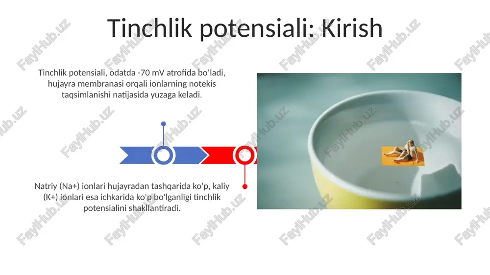 tinchlik va harakat potensiali - Page 3