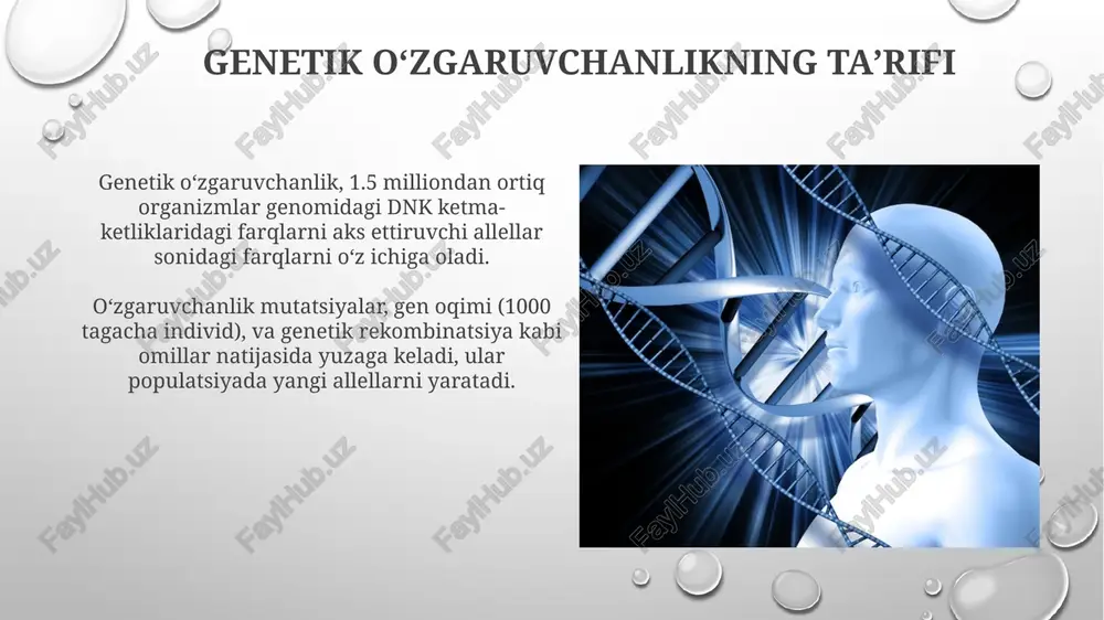 ki u faqat ma'lum bir fenotipga ega boʻlgan 100% naslni tanlab oladi va boshqa xususiyatlarni yoʻq qiladi. oʻzgaruvchanlik sun'iy tanlanish uchun muhimdir; 20% oʻzgaruvchanlik boʻlmasa, fermerlar oʻzlari xohlagan xususiyatlarni oʻstirib, 100 minglab hosilni ololmaydi. genetik oʻzgaruvchanlik va moslashuv genetik oʻzgaruvchanlik moslashuvga asos boʻlib, organizmlarga oʻzgaruvchan muhit sharoitlariga moslashishga imkon beradi. masalan, bakteriyalarda antibiotiklarga chidamlilik 1-2 gen mutatsiyasi tufayli rivojlanishi mumkin. genetik drift (tasodifiy oʻzgarish) kichik populyatsiyalarda allellar chastotasining 0.01 dan 0.1 gacha oʻzgarishiga olib kelishi mumkin, bu moslashuv qobiliyatini pasaytiradi yoki oshiradi. genetik oʻzgaruvchanlik va kasallik genetik oʻzgaruvchanlik ayrim kasalliklarga, masalan, sistik fibrozga olib kelishi mumkin, bunda *cftr* genidagi mutatsiyalar tananing 7-xromosomasida joylashgan boʻlib, qalin shilimshiq hosil qiladi. genetik oʻzgarishlar 1-toifa qandli diabet kabi koʻp omilli kasalliklarga ham taʼsir qilishi mumkin, bunda hla genidagi oʻzgarishlar xavfni oshiradi, lekin tashxis qoʻyish uchun atigi 30% javobgardir. populyatsiya genetikasi va oʻzgaruvchanlik populyatsiya genetikasida hardy-weinberg qonuni muhim, chunki u allel va genotiplar chastotalari 1 …