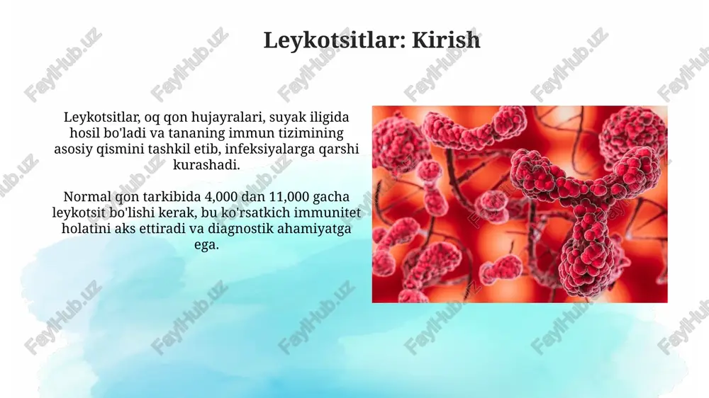 nfektsiya joyiga yo'naltiradi. leykotsitlarning fagotsitozi fagotsitoz jarayoni 3 bosqichdan iborat: kemotaksis, adgeziya va yutish. kemotaksisda fagotsitlar yallig'lanish o'chog'iga kimyoviy moddalar ta'sirida yo'naladi. fagotsitozning effektivligi opsoninlar, masalan, c3b komplementi va igg antitelalari bilan oshiriladi. ular mikrob yuzasiga bog'lanib, fagotsitlar uchun 'nishon' vazifasini o'taydi. immun javobda leykotsitlarning roli leykotsitlar, masalan, neytrofillar, fagotsitoz orqali patogenlarni yo'q qiladi, ularni yutib, hazm qilish fermentlari bilan 10-25 ta bakteriyani o'ldiradi. t-limfotsitlar immun javobni muvofiqlashtiradi, cd4+ yordamchi hujayralar b hujayralariga antitanachalar ishlab chiqarishda yordam beradi, cd8+ hujayralar esa infektsiyalangan hujayralarni yo'q qiladi. leykotsitlarning buzilishi bilan bog'liq kasalliklar leykotsitlarning buzilishi, masalan, leykoziya, immunitet tizimining haddan tashqari faolligiga olib kelishi mumkin, bu esa autoimmun kasalliklarga sabab bo'lishi mumkin. leykopeniya, oq qon hujayralarining kamayishi, infektsiyalarga qarshi kurashish qobiliyatini susaytiradi, bunda odamlar pnevmoniya va sepsis kabi kasalliklarga chalinishi mumkin. xulosa leykotsitlar, immunitetning asosiy o'yinchilari, beshta asosiy turga bo'linadi, ularning har biri ma'lum patogenlarga qarshi kurashish uchun o'ziga xos vazifalarni bajaradi. granulotsitlar, …
