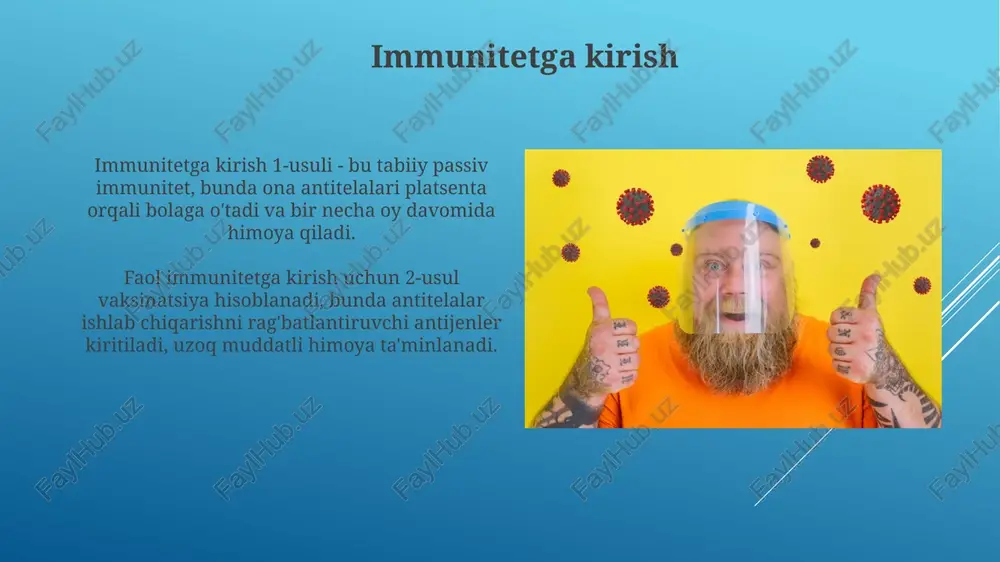 hini osonlashtiradi. passiv immunitet passiv immunitet organizmning boshqa manbadan olingan antitanachalarga tayanadi, demak, uzoq muddatli himoya emas, lekin 1-2 hafta davomida darhol immunitet beradi. ona qornidagi chaqaloq onasidan yoʻldosh orqali igg antitanachalarini oladi, bu esa bola tugʻilgandan keyin taxminan 6 oygacha turli xil kasalliklarga qarshi passiv immunitetni taʼminlaydi. faol immunitet passiv immunitet antitelalarni boshqa manbadan, masalan, onadan bolaga yo‘ldosh orqali o‘tkazish natijasida yuzaga keladi va uzoq muddatli himoya bermaydi. passiv immunitet, odatda, bir necha haftadan bir necha oygacha davom etadi, chunki tananing o'zi antitelalarni ishlab chiqarmaydi, balki faqat 2-3 oy davomida oladi. immun javobning bosqichlari birinchi bosqich – bu antigen tan olinishi, bunda immun hujayralari, masalan, dendritik hujayralar, patogenni bog'lab, uni t hujayralariga taqdim etadi. ikkinchi bosqich – limfotsitlarning faollashuvi, bunda t va b hujayralari antigen bilan bog'langandan so'ng ko'payadi va differentsiatsiyalanib, effektor hujayralarga aylanadi. immun tizimining buzilishlari autoimmun kasalliklar, masalan, 1-toifa diabet, organizmning o'z hujayralariga qarshi antitanachalar ishlab chiqarishi …