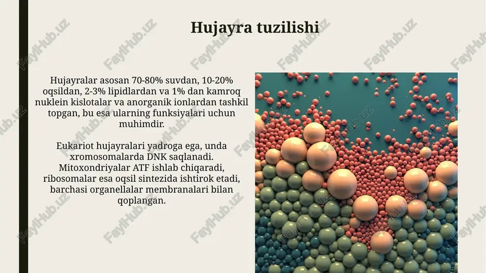llarga aylantirib, aniq transportlanishini ta'minlaydi. lizosomalar va peroksisomalar: hujayrani tozalash lizosomalar hujayra ichidagi 40 dan ortiq gidrolitik fermentlarni o'z ichiga oladi, ular oqsillar, lipidlar, polisaxaridlar va nuklein kislotalarni parchalaydi, shu bilan hujayrani tozalaydi. peroksisomalar asosan katalaza fermenti yordamida vodorod peroksidini (h2o2) suv va kislorodga aylantiradi, bu esa hujayrani zararli oksidlovchilardan himoya qiladi. mitoxondriyalar: hujayraning energiya stansiyasi mitoxondriyalar o'z dnksi va ribosomalariga ega bo'lib, hujayra ichidagi boshqa organellalardan farqli ravishda qisman avtonom hisoblanadi. ular atp sintezini amalga oshirib, hujayra faoliyatini ta'minlaydi. mitoxondriya ikkita membrana bilan o'ralgan: tashqi membrana va ichki membrana. ichki membrana burmalarga (kristalar) ega bo'lib, atp sintezi uchun zarur bo'lgan sirt maydonini oshiradi. xloroplastlar: fotosintez (oʻsimlik hujayralarida) xloroplastlarda fotosintezning birinchi bosqichi yorug'lik energiyasini yutishni o'z ichiga oladi, xlorofill molekulalari 400-700 nm to'lqin uzunligidagi spektrni faol ravishda o'zlashtiradi. xloroplastlar tarkibida tilakoidlar mavjud bo'lib, ular membranali tuzilmalar bo'lib, fotosintezning yorug'likka bog'liq bosqichlari uchun zarur bo'lgan xlorofill va boshqa pigmentlarni o'z ichiga …