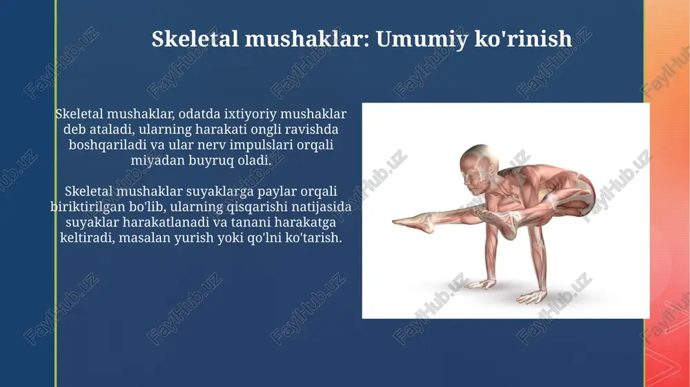 yon aktin va miozin filamentlarining sirpanishi bilan bog'liq. mushaklar faqat qisqarishi mumkin, shuning uchun antagonistik mushaklar juftligi (masalan, biceps va triceps) suyaklarni qarama-qarshi yo'nalishda harakatlantiradi, bu esa nazorat qilinadigan harakatga imkon beradi. mushaklarning mustahkamligi va chidamliligi mushaklarning mustahkamligi maksimal kuchni (1rm) bir marta ko'tarish qobiliyatidir. misol uchun, 100 kg toshni ko'tara olishingiz mustahkamligingizni ko'rsatadi. chidamlilik - bu mushaklarning uzoq vaqt davomida submaximal kuchni saqlab turish qobiliyatidir. masalan, 20 marta otjimaniya qilish mushak chidamliligini anglatadi. mushak kasalliklari va shikastlanishlari mushak distrofiyasi kabi kasalliklar mushak tolalarining progressiv zaiflashuviga olib keladi, genetika sabab bo'lib, 30 dan ortiq turlari mavjud, masalan, duchenne md. mushaklarning yorilishi ko'pincha sportchilarda uchraydi, 1-darajali yorilishda minimal og'riq, 3-darajali yorilishda esa mushak tolalari to'liq uzilishi kuzatiladi. skeletal mushaklarni mashq qilish va rivojlantirish og'ir atletika va qarshilik mashqlari skelet mushaklarini gipertrofiyaga olib keladi, bunda har bir mushak tolasi o'z hajmiga ortadi, bu kuch va qisman massaning oshishiga olib keladi. muntazam mashq …