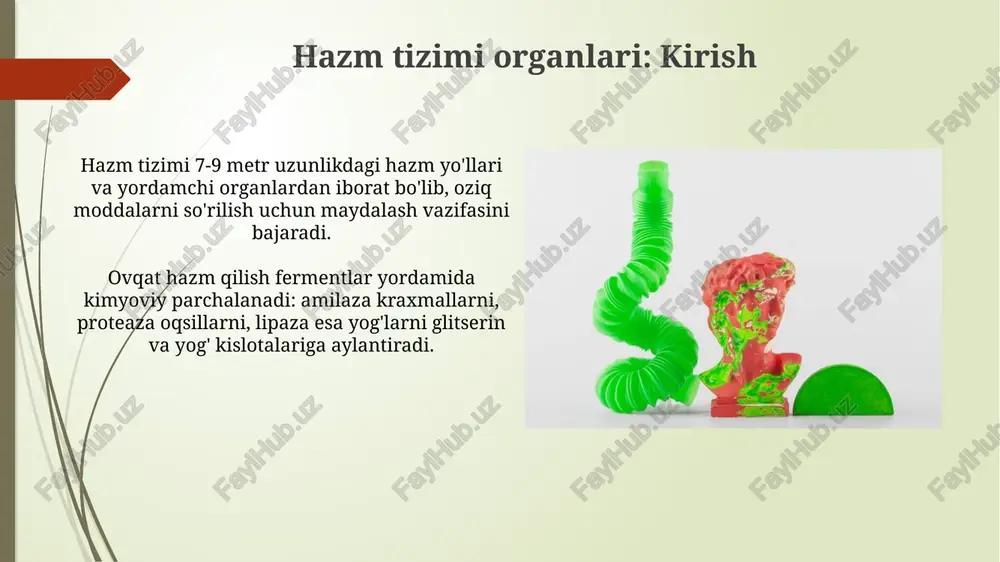 n yaratadi. burun bo'shlig'i va halqum burun bo'shlig'i, taxminan 12 sm uzunlikda, havo filtrlash, isitish va namlash orqali o'pkaga tayyorlaydi; epiteliy va shilliq qavat mikroblarni ushlab qoladi. halqum, taxminan 12-14 sm uzunlikda, nafas olish va ovqat hazm qilish tizimlarining kesishgan joyidir; 3 qismga bo'linadi: nazofarenks, orofarenks va laringofarenks. traxeya va bronxlar traxeya uzunligi taxminan 10-12 sm bo'lib, 16-20 ta tog'ay halqalardan tashkil topgan bo'lib, ular nafas olish yo'llarini ochiq holda ushlab turadi, yiqilib tushishini oldini oladi. o'ng bronx chap bronxga nisbatan qisqaroq (taxminan 2.5 sm) va kengroq bo'lib, traxeyadan o'ng o'pkaga havo osonroq o'tishiga imkon beradi, lekin begona jism tushish xavfini oshiradi. o'pka: tuzilishi va funksiyalari o'pka, taxminan 300 million alveolaga ega bo'lib, bu kichik havo qopchalari gaz almashinuvini amalga oshiradi, kislorodni qonga o'tkazadi va karbondioksidni chiqarib tashlaydi. o'pkaning asosiy funksiyasi nafas olish, ya'ni atmosfera havosidan kislorodni qabul qilish va qondan karbonat angidrid gazini chiqarib tashlashdan iborat. gaz almashinuvi: alveolalar …