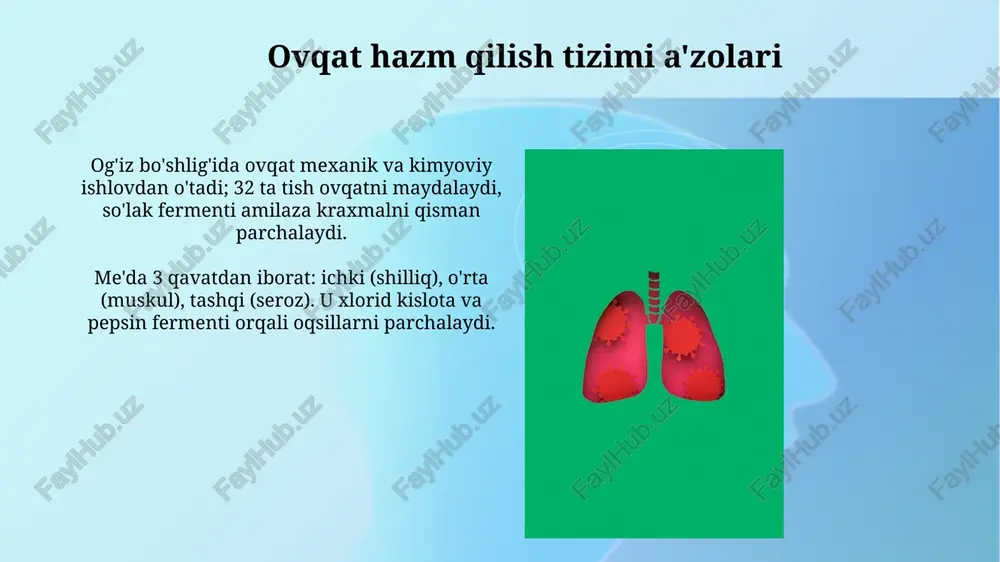 o'tishini ta'minlab, gaz almashinuvida muhim rol o'ynaydi. o'pka: tuzilishi va gaz almashinuvi o'pka alveolalari, taxminan 300 million dona, gaz almashinuvining asosiy joyi bo'lib, umumiy sirt maydoni 70-80 kvadrat metrgacha yetadi, bu esa samarali nafas olishni ta'minlaydi. o'pkaning tuzilishi bronxlardan iborat bo'lib, ular 23 ta bo'lingan bo'g'inlar orqali alveolalarga havo o'tkazadi, bu esa gaz almashinuvi uchun katta sirtni yaratadi. alveolalar: gaz almashinuvi joyi alveolalar, o'pkadagi mikroskopik havo xaltachalari, gaz almashinuvining asosiy joyidir, u yerda kislorod (o2) qonga o'tadi va karbonat angidrid (co2) qondan alveolalarga diffuziyalanadi. har bir alveola kapillyarlar bilan o'ralgan bo'lib, kislorod va karbonat angidridning samarali almashinuvini ta'minlaydi, bu esa qonning gaz tarkibini tartibga solish uchun juda muhimdir. nafas olish mexanizmi nafas olish mexanizmi ikki bosqichdan iborat: 1) inspiratsiya (inhalasyon), diafragma va interkostal mushaklar qisqarishi natijasida havo o'pkaga kiradi; 2) ekspiratsiya (ekshalasyon), mushaklar bo'shashadi. inspiratsiya davomida ko'krak qafasi hajmi ortadi, bu o'pka ichidagi bosimni pasaytiradi (taxminan -3 mmhg), bu esa …