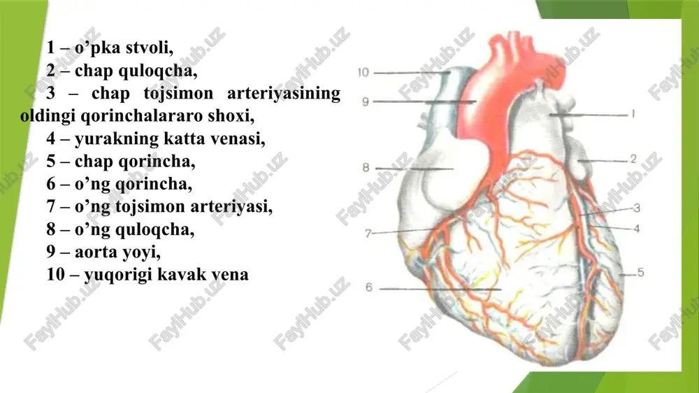 a yo’naladi va yurakning uchida burmani hosil qilib ichki bo’ylama qavatga o’tib, yuqorigi chetlari bilan fibroz halqalarga birikadi. tashqi va ichki bo’ylama qavatlar orasida sirkulyar joylashgan o’rta qavati o’rnashadi atipik muskul tolalari funktsional jixatdan bir hil emas. sinoatrial tugunning bir necha hujayralari xaqiqiy peysmekrlar hisoblanadi, ya’ni spontan o’z-o’zidan tarzda harakat potentsialini yuzaga chiqara oladi. qolgan xujayralar esa latent boshqaruvchilarga kiradi. haqiqiy va latent peysmekkerlarda ishga miokardlardan qo’zg’alish ritmlarini hosil bo’lishi bilan fark qiladi. bu hujayralar diastola vaqtida yuqori ion utkazuvchanlik hususiyatiga ega bo’lib peysmekker potentsialini sekin diastolik depolyarizatsiyasi hosil bo’lishiga olib keladi. bu vaqtda mahalliy tarqalmaydigan qo’zg’alish vujudga keladi. hakikiy peysemekkerda latent peyemekerlarga nisbatan bo’sag’a sohasi tezroq yetib boradi. bu diastolik depolyarizatsiya sohasiga yetib borishi bilan, tarqaluvchi harakat potentsiali yuzaga keladi. miokard hujayralarini elektrik faolligi. tabiiy holatda miokard hujayralari ritmik aktiv (qo’zg’algan) holatida bo’ladi. shuning uchun ham ularning tinchlik potentsiali to’g’risida shartli ravishda gapirish mumkin. uni kattaligi -90mv ga teng …