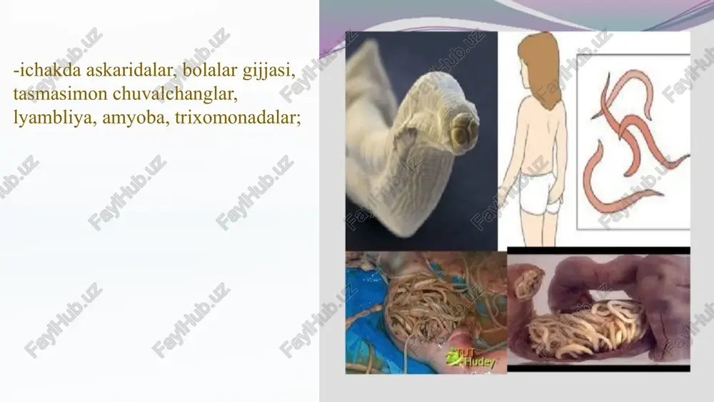 v-trixomonadalar jinsiy yo'l orqali, faol: shistosomalarning lichinkalari faol teri orqali o'tishi). 2. aerogenli - qo'zg’atuvchilar (havo yo'li) nafas yo'llari orqali yuqadi (gripp, toksaplazmoz, tuberkulyoz, pnevmosistoz). 3. suv orqali - kasallik qo'zg’atuvchilari bilan ifloslangan suv iste’mol qilish bilan bog’liq (amyobali va bakteriyali dizinteriya, vabo(xolera), qorin tifi va boshqalar). 4. alimentar kasallik qo'zg’atuvchilari bilan zararlangan oziq ovqat mahsulotlari orqali (parazitlarning tuxum va lichinkalari chorva mollariga passiv holatda yem-xashak, suv, oraliq xo'jayini orqali oshqozon va ichakka tushadigan parazit chuvalchanglar, koksidiyalar, balantidiylar, toksoplazmalar va boshqalar). 5. perkutan (teri orqali) yo'li bilan (ankilostoma lichinkalari, qon so'ruvchi bo'g'imoyoqlilar, piroplazmalar, tripanosomalar, onxoserka, parafilariya lichinkalarini teri orqali yuqtiradi). transmissiv - kasallik qo'zg’atuvchilari qon so'ruvchi bo'g’imoyoqlilar orqali o'tsa (qon orqali) obligat transmissiv, qon so'ruvchilar ishtirokisiz o'tsa fakultativ transmissiv kasallik deyiladi (tulyaremiya,filyariatoz). 6. burun teshigi, ko'z orqali (burun tomoq bo'kasi, telyaziya). 7. transplasentar yo'l bilan-ona qornida (ayrim parazitlar onadan bolaga kindik orqali o'tadi - neoaskaridalar, taksokaralar, toksoplazmalar, trixinellalar). parazitlarning sistematikasi …