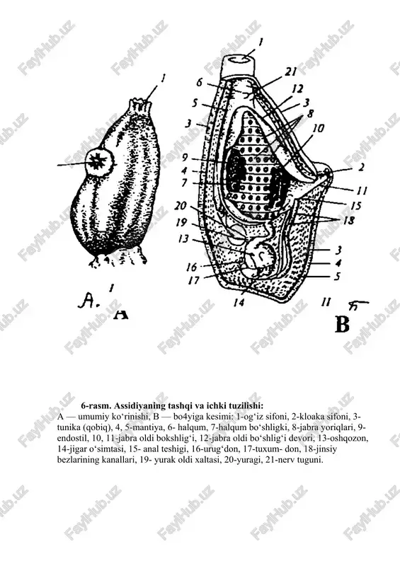 shi joylashgan aboral tomonidagi tovonini toping. assidiya tuzilishi bilan tanishib chiqqach, quyidagi rasmlarni al-bomga chizing: 1. yakka assidiyaning tashqi ko'rinishi; 2. assidiyaning ichki tuzilishi; 3. assidiya lichinkasining tuzilishi. 6-rasm. assidiyaning tashqi va ichki tuzilishi: a — umumiy ko‘rinishi, v — bo4yiga kesimi: 1-og‘iz sifoni, 2-kloaka sifoni, 3-tunika (qobiq), 4, 5-mantiya, 6- halqum, 7-halqum bo‘shligki, 8-jabra yoriqlari, 9-endostil, 10, 11-jabra oldi bokshlig‘i, 12-jabra oldi bo‘shlig‘i devori, 13-oshqozon, 14-jigar o‘simtasi, 15- anal teshigi, 16-urug‘don, 17-tuxum- don, 18-jinsiy bezlarining kanallari, 19- yurak oldi xaltasi, 20-yuragi, 21-nerv tuguni. 7-rasm. assidiya lichinkasining tuzilishi: 1-birikish so‘rg‘ichlari, 2-og‘zi, 3-endostil, 4-miya pufakchasi, 5-ko‘zchasi, 6- kloaka teshigi, 7-ichagi, 8-nerv nayi, 9-xordasi, 10-yuragi. image1.png image2.png