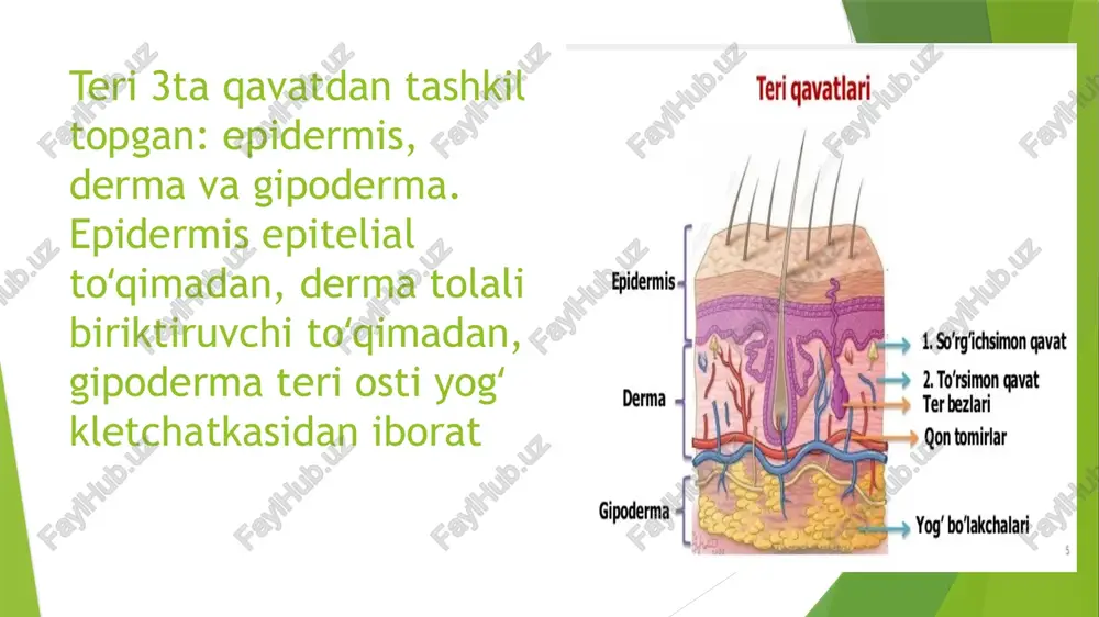 drosiz, bir necha oʻn qavat muguz tangachalardan tashkil topgan. derma: derma (xususiy teri, asl teri) oʻz navbatida bir-biridan aniq ajralmagan qavatlar: soʻrgʻichli qavat va toʻr qavatlarga boʻlinadi. soʻrgʻichli qavat: soʻrgʻichli qavat bevosita epidermis ostida joylashib, siyrak tolali shakllanmagan biriktiruvchi toʻqimadan tashkil topgan. shu biriktiruvchi toʻqima epidermisga botib kirib, soʻrgʻichlar hosil qiladi. terining soʻrgʻichli qavati barmoqlar terisi sathida har bir shaxsga xos boʻlgan individual koʻrinishlarni belgilab beradi. terining bu koʻrinishi har bir odamning oʻziga xos boʻlganligidan sud tibbiyotida va kriminalistika amaliyotida barmoq izlariga qarab shaxsni aniqlashda – daktiloskopiyada keng qoʻllanadi. toʻr qavat dermaning toʻr qavati zich tolali shakllanmagan biriktiruvchi toʻqimadan iborat boʻlib, elastik tolalar va dagʻal kollagen tolalari tutamlaridan iborat. toʻr qavatda soch ildizlari, yogʻ bezlari, teri osti yogʻ qatlami bilan chegaradosh qismida esa ter bezlari joylashadi. terining toʻr qavati juda pishiq boʻlgani uchun hayvonlar terisidan turli xil anjomlar va kiyim-kechaklar ishlanadi gipoderma gipoderma (teri osti yogʻ klechatkasi) derma qavati ostida …