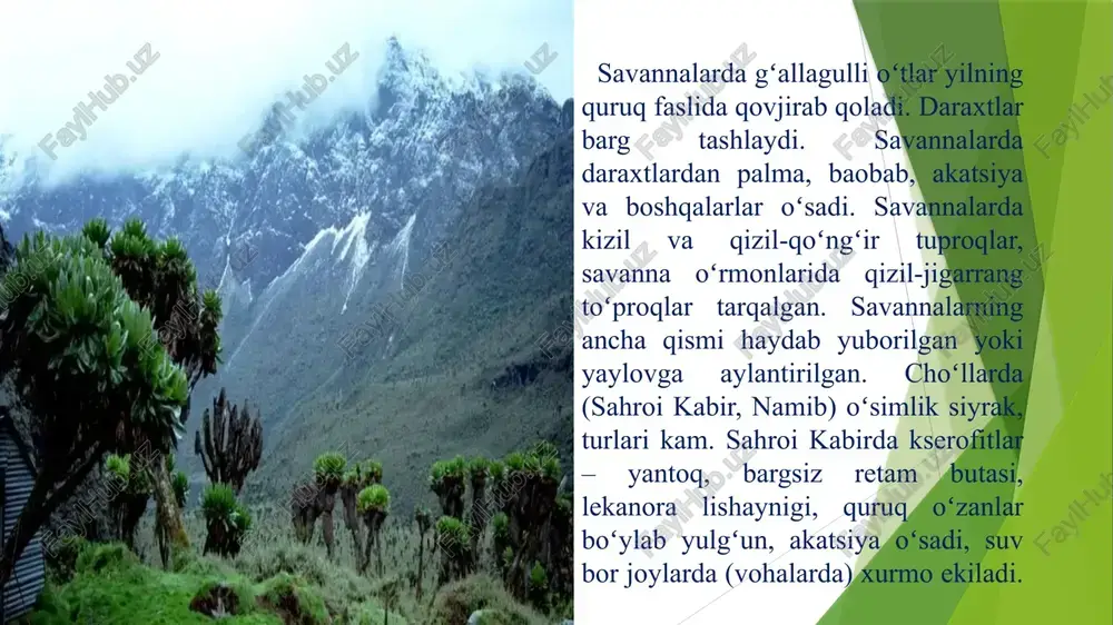ekvator bo'ylab joylashgan juda zich va nam o'rmonlardir. ular gvineya ko'rfazi bo'ylab o'sadi va katta kongo daryosi havzasini egallaydi. bu o'rmonlar issiq ekvatorial havo massalari tufayli paydo bo'lgan. yuqori haroratlar yil davomida kuchli namlik bilan birlashtiriladi. shuning uchun bir gektarda 400 dan 700 gacha yirik daraxtlar, ulardan 100 tasi mavjud. ulardan ba'zilari juda qimmatli: qora (qora), qizil, sandal daraxti, polisandra daraxtlari. nam ekvatorial o'rmonlar, o'simliklar bu yerda 3 mingdan ortiq o'simlik turlari mavjud bo'lib, ular o'rmonning turli qatlamlarini tashkil qiladi. yuqori qavat baland daraxtlardan hosil bo'ladi (ba'zan 80 metrga etadi). bu ficuslar, palma daraxtlari (sharob va zaytun), ceiba. pastki o'simliklar ularning soyasida o'sadi, ular orasida qahva va banan daraxtlari, kauchuk o'simliklari va uzumlari va qimmatbaho turlari - qizil va sandal daraxti bor. daraxtsimon paporotniklar ham oʻsadi. eng pastki qismida deyarli yorug'lik yo'q, shuning uchun ekvatorial o'rmonlarda juda kam o'tlar va butalar mavjud. sporali o'simliklar - plonlar, paporotniklar, selaginellalar mavjud. o'simlik …