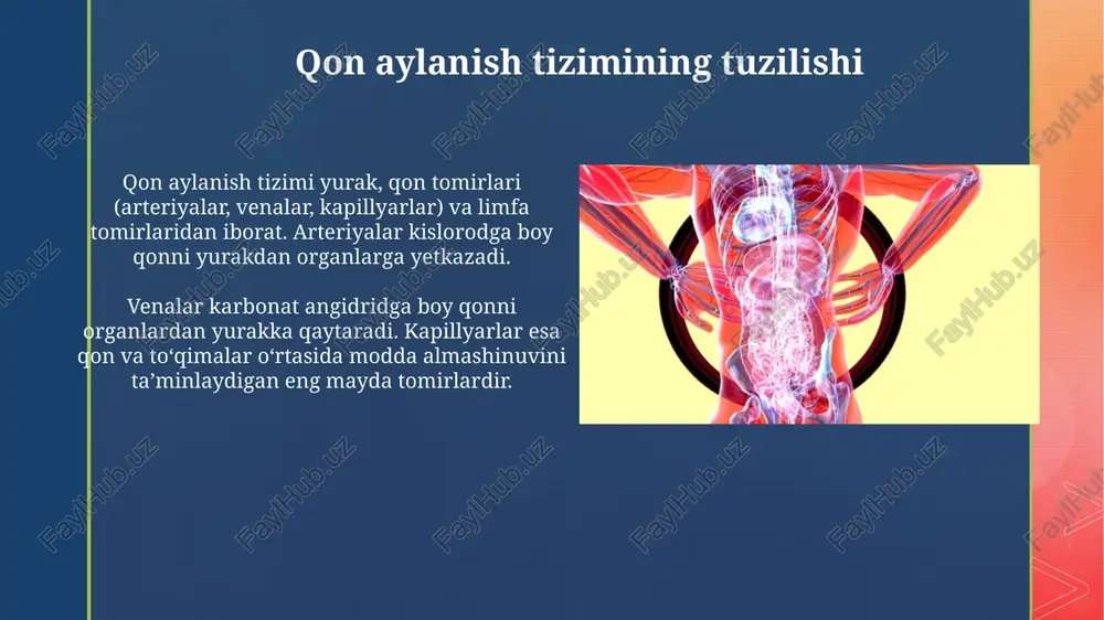 qon aylanish tizimining tuzilishi va yoshga xos xususuiyati - Page 3