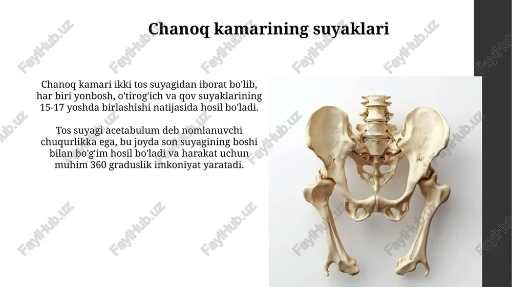 chanoq kamari suyaklari - Page 3