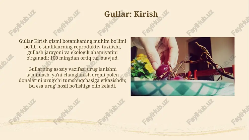 a turlari: haqiqiy va soxta mevalar haqiqiy mevalar faqat gulning urug'donidan hosil bo'ladi, masalan, shaftoli yoki gilos; ularning tarkibida urug'lar joylashgan bir yoki bir nechta urug'don bor. soxta mevalar urug'dondan tashqari gulning boshqa qismlaridan, masalan, gulbandi yoki gultojidan hosil bo'ladi; olma soxta meva, uning asosiy qismi gulbandidan kelib chiqqan. quruq mevalar quruq mevalar tarkibida suv miqdori 20% dan kam bo'ladi, bu ularning uzoq saqlanishiga imkon beradi va ozuqa moddalarini konsentratsiyalashgan holda saqlaydi. yog'li quruq mevalar, masalan, bodom va yong'oqlar, 60-70% gacha yog'ga ega bo'lib, ular energiya manbai sifatida qimmatlidir va sog'lom yog' kislotalarini o'z ichiga oladi. seretli mevalar ba’zi seretli mevalar, masalan, olma va nok, tarkibida 85% suv bo'lib, ularni iste'mol qilish organizmning gidratatsiya darajasini oshiradi, metabolik jarayonlarni yaxshilaydi. seretli mevalarning 100 grammidagi o‘rtacha kaloriya miqdori 40-60 kkal bo‘lib, bu ularni kam kaloriyali, ammo energiya bilan ta'minlovchi foydali taomga aylantiradi. urugʻ: tuzilishi va tarkibi urug'ning tuzilishi embrion, endosperm (oziq moddalar …