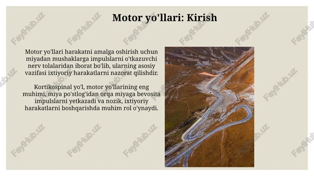 to-spinal yo'l ko'rish, eshitish va somatosensor ma'lumotlariga javoban bosh, bo'yin va yuqori tanani avtomatik ravishda yo'naltirish uchun mas'uldir, bu tezkor harakatlarni ta'minlaydi. o'rta miyadagi superior kollikulusdan kelib chiqqan tekto-spinal yo'l orqa miyagacha cho'zilib, asosan, ko'rish reflekslarini boshqarish uchun ii-iv servikal segmentlardagi interneyronlar bilan sinaps hosil qiladi. bazal gangliyalar: roli va yo'llari bazal gangliyalar harakatni boshlash va to'xtatishda, shuningdek, motor dasturlarini tanlashda muhim rol o'ynaydi. ular talamus orqali korteksga ta'sir o'tkazadi. bazal gangliyalarning asosiy yo'llari striatumdan globus pallidusga va substansiya nigraga, keyin esa talamusga va korteksga yo'naladi. bu jarayon harakatni nazorat qiladi. serebellum: roli va yo'llari serebellumning asosiy roli muvozanatni saqlash, harakatlarni muvofiqlashtirish va motor o'rganishni ta'minlashdir, ayniqsa nozik harakatlar uchun muhim, miyacha shikastlanishi ataksiyaga olib kelishi mumkin. afferent yo'llar miyachaga orqa miya, miya ustuni va korteksdan sensorli ma'lumotlarni olib keladi, masalan, orqa miya orqali proprioseptiv ma'lumotlar, harakatni rejalashtirish va amalga oshirish uchun zarurdir. yuqori motor neyronlari (umn) yuqori motor neyronlari …