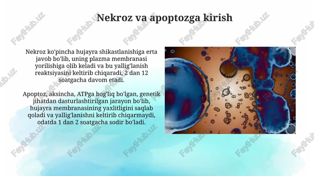 bog'lanishi, bu disc (o'limni keltirib chiqaradigan signalizatsiya kompleksi) hosil bo'lishiga olib keladi va kaspaza-8 ni faollashtiradi. apoptozning bosqichlari birinchi bosqich – signallash: hujayra o'z ichida yoki tashqarisida apoptotik signallarni oladi, masalan, dnk shikastlanishi yoki o'lim reseptorlari aktivatsiyasi, va bu jarayonni ishga tushiradi. ikkinchi bosqich – nazorat va integratsiya: kasplazalar aktivatsiya jarayonida muhim rol o'ynaydi; bcl-2 oilasi oqsillari, pro- va anti-apoptotik a'zolari orqali, mitoxondriyalar membranasining o'tkazuvchanligini nazorat qiladi. apoptozning morfologiyasi apoptosisda hujayra hajmi qisqaradi, bu esa yallig'lanishga olib kelmaydigan nazorat ostidagi jarayon bo'lib, hujayraning umumiy tuzilishida sezilarli o'zgarishlarni aks ettiradi. apoptotik jismlar hosil bo'lishi - hujayraning membranalar bilan o'ralgan bo'laklarga bo'linishi, fagositozni osonlashtiradi va qo'shni to'qimalarga zarar yetkazilishining oldini oladi. apoptozning funktsiyalari apotoz embrional rivojlanishda muhim rol o'ynaydi, masalan, barmoqlar va oyoq barmoqlari shakllanishida. u 109 ta hujayrani yo'q qilish orqali to'qimalarni to'g'ri shakllantirishga yordam beradi. immun tizimida apotoz autoreaktiv t hujayralarini yo'q qilib, autoimmun kasalliklarning oldini oladi. bu jarayon noto'g'ri …