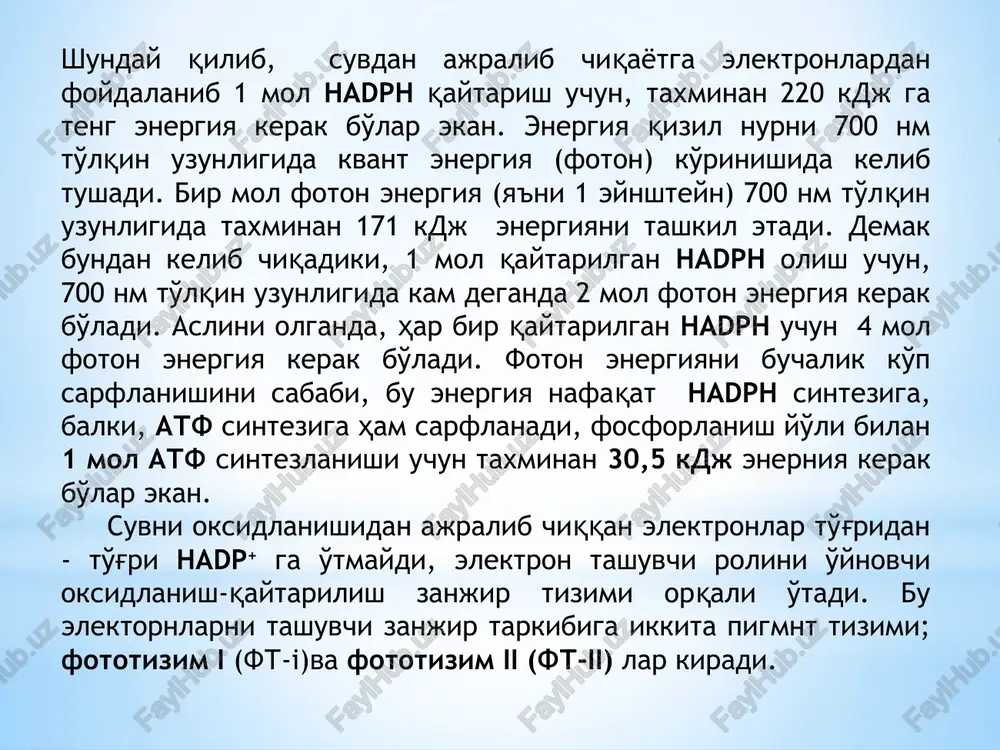 b, a- dan olgan elektronlarni keyngilarga beradi va elektrontransport zanjirining boshqa komponentlari orqali elektronlar va nihoyat nadr+ o'tadi. donorlik vazifasini o'tab bo'lgan maxsus shakildagi ko'zg'algan xl*, kation-radikallardan halos bo'ladi. boshqa oksidlanish-qaytarilish d/d- tizimidan qaytarilgan shakildagi elektron d- olib dastlabki holatiga qaytadi. oksidlangan d oxirida suvdan elektron olib d- gacha qaytariladi. ikki fototizim. emersonning ikkita pigment tizimi bor degan g'oyasi keyingi ishlarda o'z tasdig'ini topdi. xloraplast membranalarini detergentlar (gidrofob bog'larni dissotsiyalovchi faol moddalar yoki triton x-100) bilan yoki mexanik parchalab, hosil bo'lgan gomogenatni 3000 x g tsentrifuga qilib olingan tiniq ko'k suyuq eritmani saxaroza gradient zichligida (10 dan 50% gacha mass/hajm) 60 000 x g ultratsentrifuga qilinadi va natijada gomogenat ikkita fraktsiyaga, biri yuqorigisi engil, ikkinchi pastkisi og'ir fraktsiyalarga bo'linadi. -engil fraktsiyani analiz qilish shuni ko'rsatdiki, engiil fraktsiya tarkiibida tilakoid stroma membranasining fragmentlari bilan boyitilgan fs-1 dan tashkil topgan. -og'ir fraktsiya ya'ni fs- ii bilan boyitilgan. fraktsiyada esa, qat-qat bo'lib joylashgan …