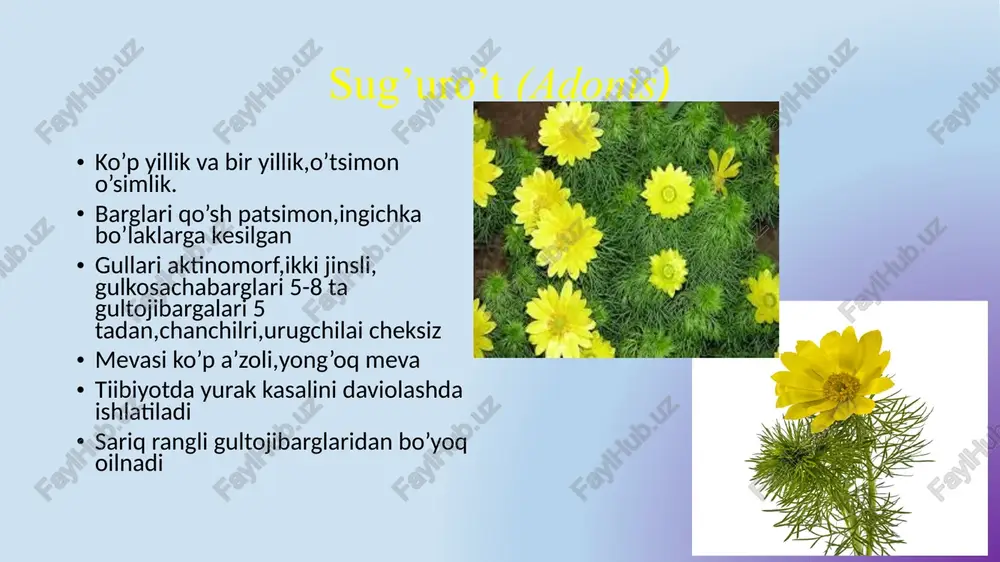 ayiqtavondoshlar(ranunculaceae) - Page 3