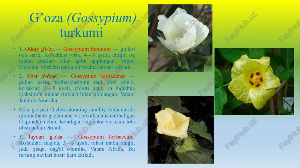 gulhayridoshlar(malvaceae)oilasi - Page 3
