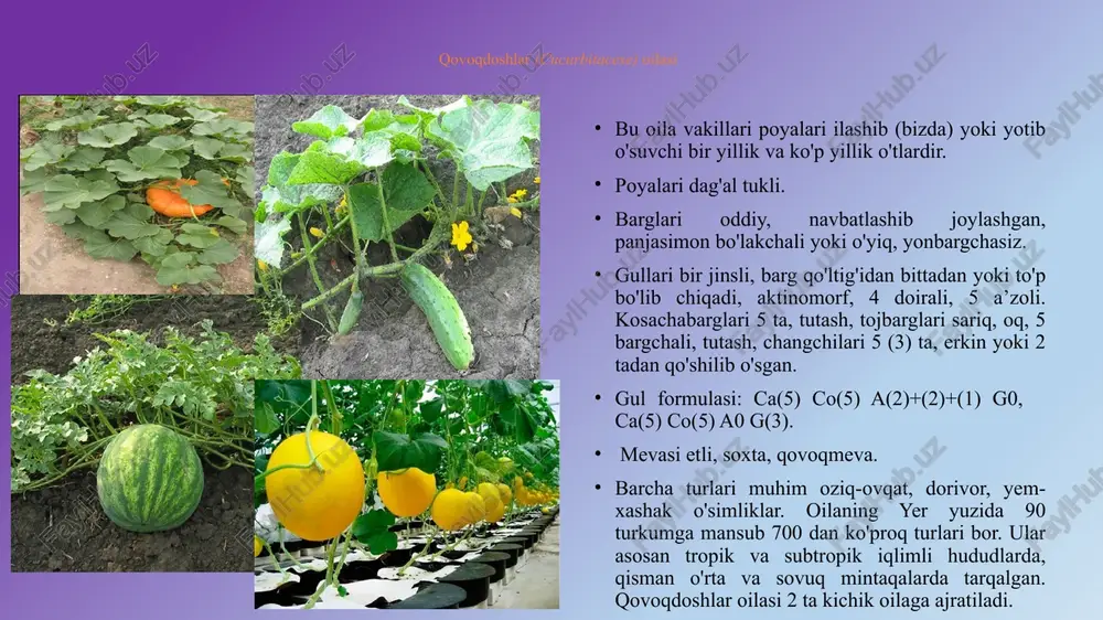 yer bag'irlab yoki chirmashib o'suvchi, bir yoki ikki uyli ko'p yillik o'tlar. gullari 1—2 tadan yoki shingil, qalqon, soyabonsimon to'pgullar hosil qiladi. qovoqdoshlarning faqat madaniy o'simlik sifatida ekiladigan turlaridan idishqovoq (lagenaria vulgaris), qozonsochiq (luffa eylindrica) kabi turlari ekiladi. ular xo'jalik ahamiyatiga ega muhim o'simlikdir. image1.png image2.png image3.png image4.png image5.png image6.png image7.png image8.png image9.png image10.png image11.png image12.png image13.png image14.png image15.png image16.png /docprops/thumbnail.jpeg