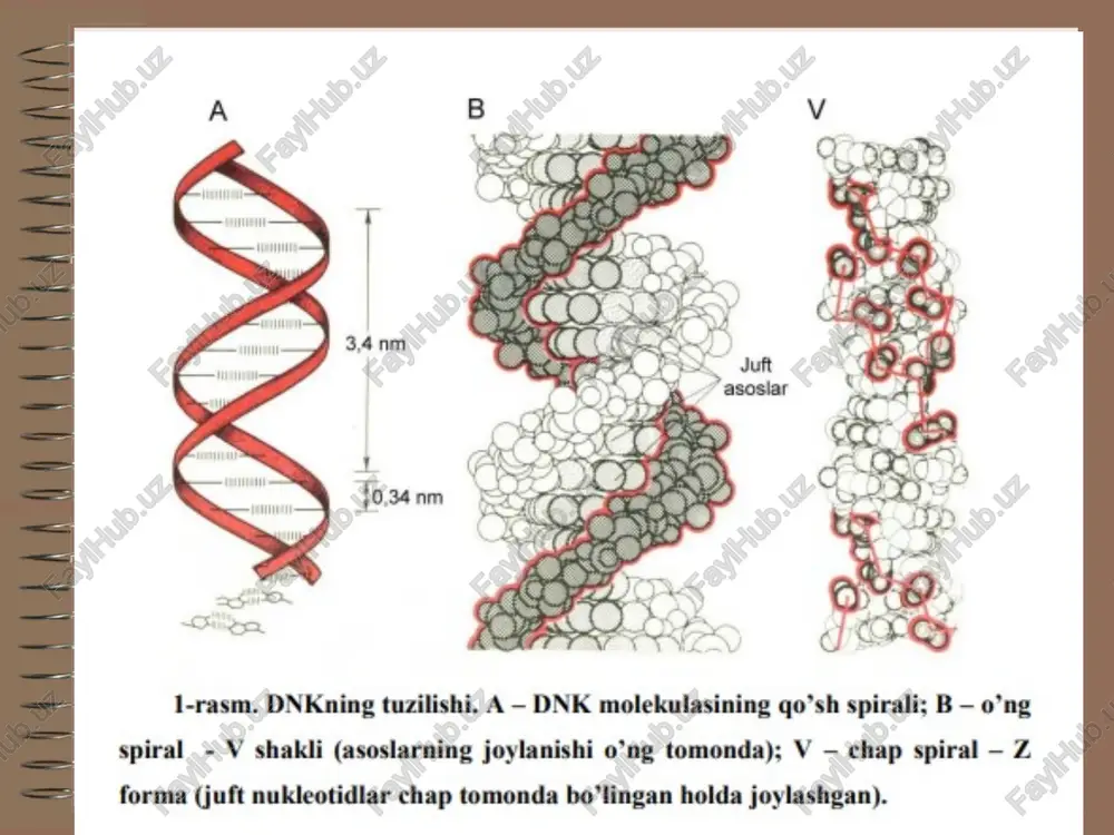 a apparati ribosomalar trnk, rrnk fermentlar mitoxondriya va xloroplastlar genomi image2.jpeg image1.png image3.png image4.png image5.png image6.png image7.png image8.png image9.jpeg image10.png image11.jpeg image12.jpeg image13.png image14.png image15.png /docprops/thumbnail.jpeg