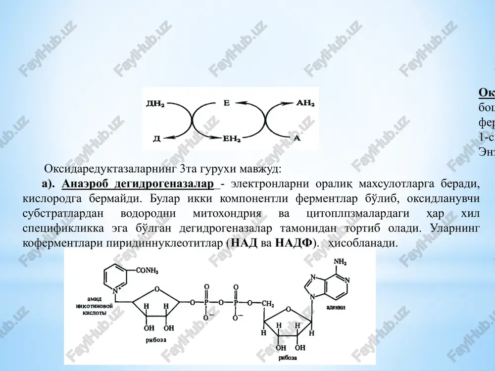 ning tarkibida fe, cu, mo yoki mn bo'ladi. nafas olish zanjirida flavoproteidlar vodorodni nadn+n+ dan kofetment q ga tashiydi, bunda fmn va fad 2 ta proton va 2ta elektronni qabul qiladi. nad•n + n+ +fp → nad+ + fmn2 fpn2 + koq → fp → koqn2 qaytarilgan fmn•n2 va fad•n2 rangsizdir. mitoxondriyaning ichki membranasida uchta uch xil flavoproteid bo'ladi. 1). nad•n ga bog'liq fpd (koferment-fmp) u vodorodni nad•n+n+ dan oladi. 2). fps- uning kofermenti fad bo'lib hisoblanadi, u spetsifik reaktsiyalardan hisoblangan qahrabo kislotasi reaktsiyalarini degidrogenlanishni katalizlaydi. 3). fpd2 -bu ferment fpd1 dan vodorodni olib, keyingi zanjirga uzatadi, bu fermentlarni barchasi fe tutuvchi oqsillarga kiradi. koferment – q. koferment q (ubixinon) benzoxinonning hosilasi bo'lib hisoblanadi. zanjirning barcha uchastkasida koq 2 tadan yoki bir juft elektronni tashiydi. undan keyin keluvchi tsitoxromlar esa, molekulaga 1 ta e-- ni tashiydi. /n 1. substrat- r +nad→ substrat + nadn2 \n 2. nadn2 +fp → nad …