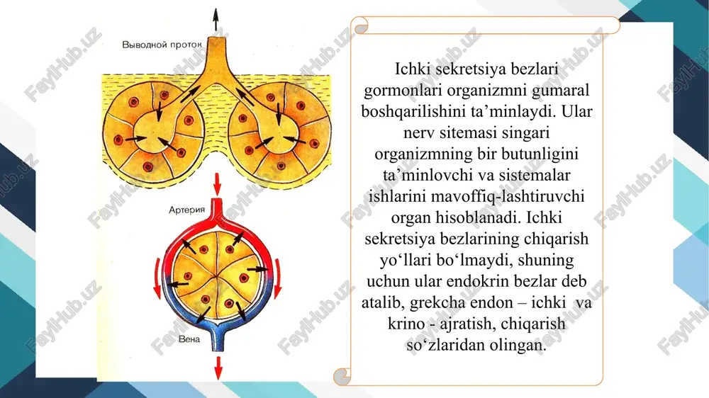 sistemasining tonusini kuchaytiradi, gippofiz faoliyatiga ta’sir etadi. miksedema kasalligi. miksedema — qalqonsimon bez faoliyatining susayishi yoki butunlay toʻxtashi natijasida kelib chiqadigan holat; gipotireoz koʻrinishlaridan biri bazedov kasalligi. bazedov kasalligi, diffuz toksik buqoq — qalqonsimonbezning biror sababga koʻra zoʻr berib ishlashidan kelib chiqadigan kasallik. nemis vrachi k. bazedov batafsil tavsiflab bergan. bazedov kasalligi deb ataladigan bu xastalikda ko'pincha kasal odamning ko'zlari notabiiy chaqchaygan bo'ladi. kasallikni davolashda qalqonsimon bez funksiyasini pasaytiradigan preparatlardan foydalaniladi. ba'zan bezning bir qismi olib tashlanadi. qizlar balog‘atga yetishi davrida qalqonsimon bez funksiyasi birmuncha kuchayib, tireotoksikoz xastaligining yengil alomatlari: tez jahl chiqishi, uyqusizlik, ishtahaning pasayishi, terlash paydo bo‘lishi mumkin qalqonoldi bezlari to‘rtta bolakdan iborat. qalqonsimon bez orqa yuzasida joylashgan bo‘lib, uning to‘qimasiga botib kirgan, bezlar ishlab chiqargan paratgormon qonda kalsiy va fosfor miqdorini boshqaradi. nerv va muskul qo‘zg‘aluvchanligiga ta’sir qiladi. bu gormon organizm o‘sishida muhim ahamiyatga ega. bezlar funksiyasi ortib, paratgormon ko‘p ishlab chiqarila boshlasa, qonda kalsiy miqdori ortadi, …