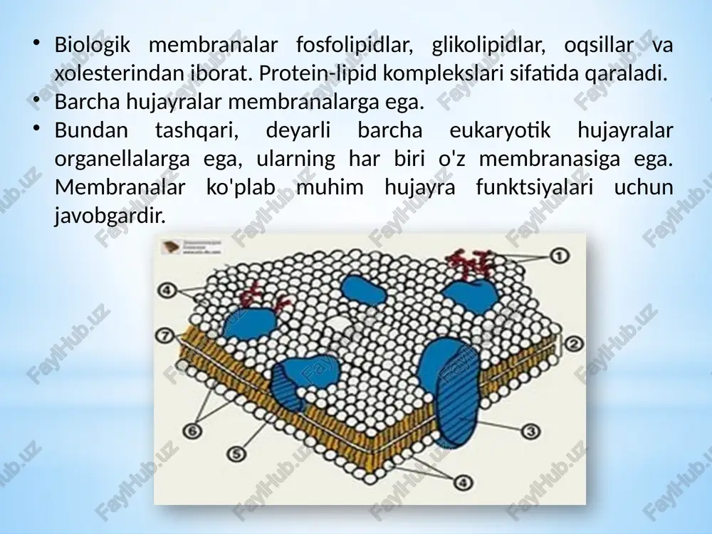 o'tkazmaydigan bo'lib, bu mitoxondriyalarga oqsillarni membranalararo bo'shliqda sitozolga oqib chiqmasligini ta'minlaydi. 10 lizosomalar membranasi lizosoma membranasi oqsillar, uglevodlar, yog'lar, nuklein kislotalar va boshqa hujayra tarkibining parchalanishi uchun reaktsiyalarni ta'minlaydigan faol fermentlar (50 dan ortiq) o'rtasida "qalqon" rolini o'ynaydi. membranada noyob oqsillar, masalan, gidrolitik fermentlar (proteazlar, lipazlar) ta'siri uchun zarur bo'lgan kislotali muhitni (ph=5) saqlaydigan atpga bog'liq proton pompasi (nasos), shuningdek, makromolekulaning parchalanishiga imkon beruvchi transport oqsillari mavjud. lizosomani tark etadigan mahsulotlar. membrananing asosini qo'sh lipid qatlami tashkil qiladi, uning shakllanishida fosfolstidiya va glikolipidlar ishtirok etadi. lipid ikki qavati ikki qator lipidlardan hosil bo'lib, ularning gidrofob radikallari ichkarida yashiringan va gidrofil guruhlari tashqariga burilgan va suvli muhit bilan aloqada bo'ladi. membrananing tuzilishi va tarkibi lipidlar yog'ga o'xshash organik birikmalar bo'lib, ular suvda erimaydi, lekin qutbsiz erituv chilarda (efir, benzin, benzol, xloroform va boshqalar) oson eriydi. yovvoyi tabiat eng oddiy biologik molekulalarga tegishli. lipidlar membranali lipidlarning tuzilishi va funksiyasi membran lipidlari amfifil …
