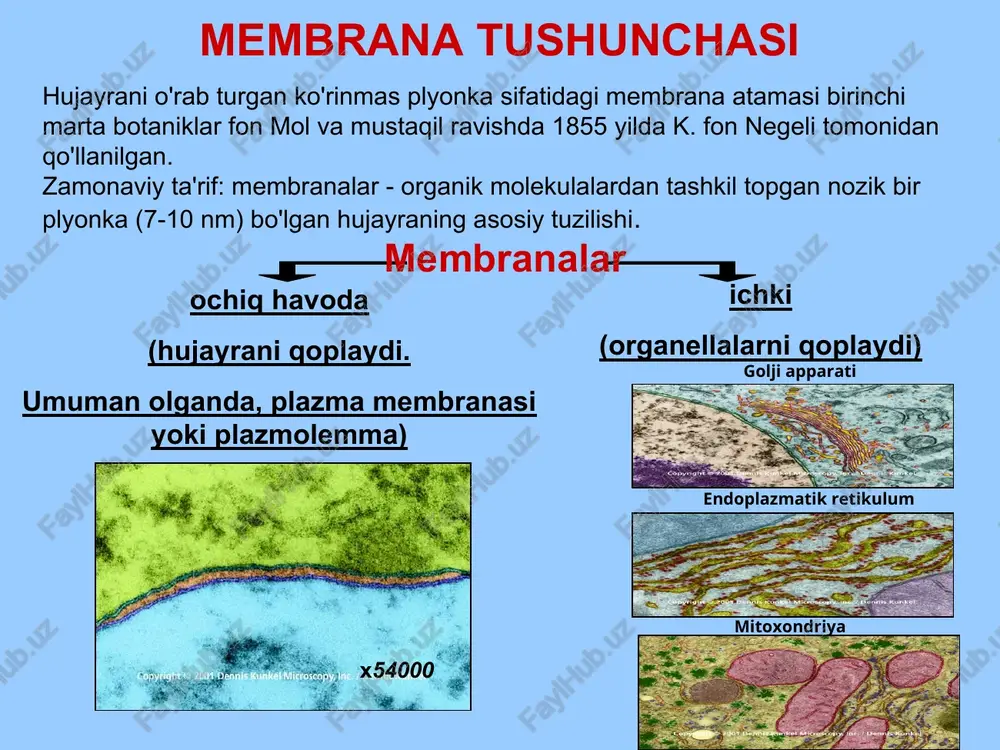 na tuzilishining shakllanishida asosiy rol o'ynaydi. sfingofosfolipidlar shunga o'xshash tuzilishga ega, ammo asosi sfingozin spirti, uning bir qismi 1 dumni hosil qiladi, 2-karboksilik kislota. gidrofobik o'zaro ta'sirlar suvli muhitda hidrofobik zarrachalarning termodinamik jihatdan qulay yondashuvidir. (entropiya xususiyatiga ega). b – a holatida entropiyaning pasayishi suv molekulalarining hidrofobik zarrachalar tomonidan o'z-o'zidan itarilishiga olib keladi, ularning bir-biriga yaqinlashishi, ya'ni. ular orasidagi hidrofobik o'zaro ta'sirlarga. bu tizimning entropiyasini oshiradi. a b a - suv molekulalari hidrofobik zarralar bilan vodorod aloqalarini o'rnatishga harakat qiladi, ular ustiga tarqaladi va bir-biri bilan siqiladi. tizimdagi tartib kuchayadi, entropiya kamayadi. membrana proteinlarining funksiyalari transport funksiyasi a) passiv transport; b) faol transport enzi̇mativ funksiya biokimyoviy reaktsiyalarni ta'minlash signal funksiyasi hujayralar o'rtasida ma'lumot almashish tsitoskeletning hujayradan tashqari matritsa bilan aloqasi. immunitet uchun antijenik funktsiya hujayra identifikatsiyasi yapishtirish funksiyasi ko'p hujayrali organizmlarni yaratish y karboksilnaya gruppa aminogruppa aminokislota - bu alfa-uglerod atomiga aminokislota biriktirilgan karboksilik kislota. molekulaning qolgan qismi (radikal) bir …