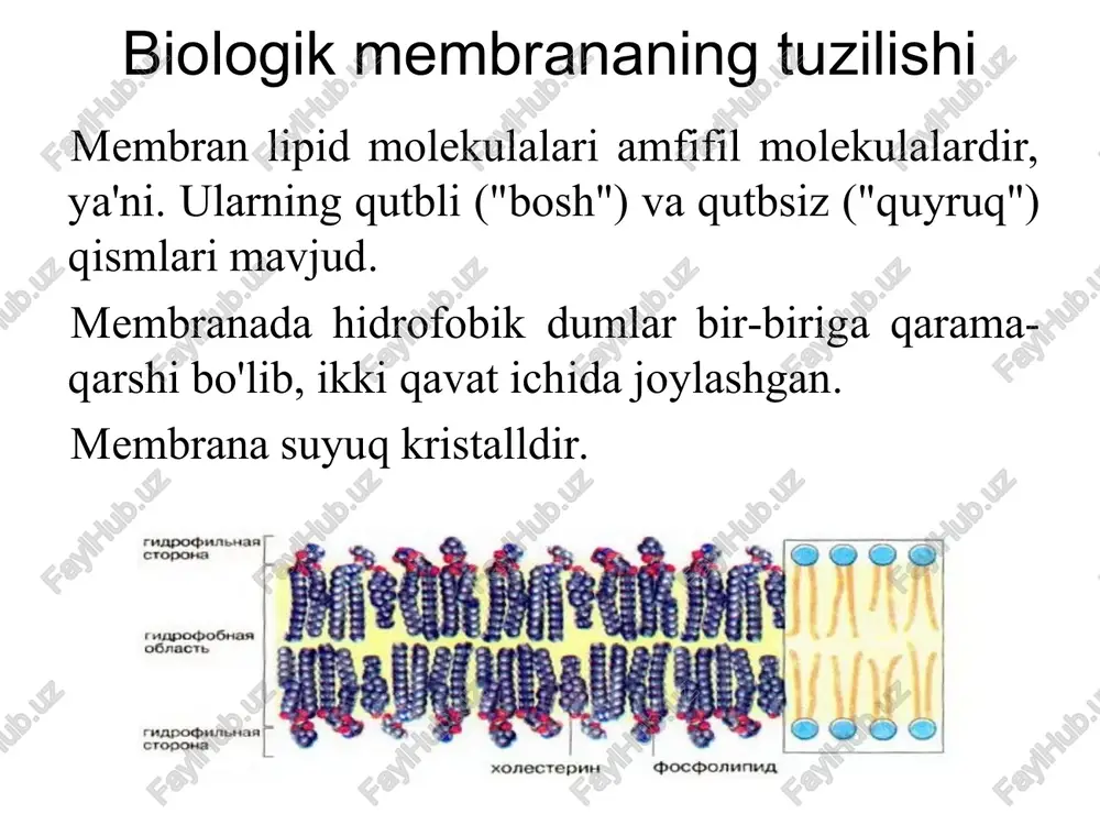 irok etadigan eukaryotik hujayrali gtpaz. dinamin hosil bo'lgan pufakchani plazmalemmadan yoki organellalar membranasidan ajratish uchun talab qilinadi. sutemizuvchilarda 3 xil ferment mavjud: dinamo 1, dinamo 2 va dinamo 3. hujayra membranasining lipid yuzasida dinamin chegaralangan chuqurchalar yoki kaveolalar atrofida joylashgan spiral komplekslar shaklida tashkil etilgan. gtp ning gidrolizi jarayonida mikrotubulalar bilan dinamin komplekslari pufakchalarning shakllanishiga yordam beradi. ekzotsitoz - ekzositik vesikulaning hujayraning plazma membranasi bilan birlashishi jarayoni, buning natijasida uning tarkibi hujayralararo bo'shliqqa chiqariladi. transsitoz regürjitatsiya - endo- va ekzositoz belgilarini birlashtirgan transport usuli. qarama-qarshi tomon bir xil tomon asosiy faol transport moddalarni membrana bo'ylab konsentratsiya gradientiga qarshi transport atpazlari ishtirokida tashish. na+/k+-atf-aza, sa++-atf-aza, n+/k+-atf-aza. ikkilamchi faol transport moddalarning kontsentratsiya gradientiga qarshi o'tkazilishi konsentratsiya gradienti bo'ylab bir vaqtning o'zida boshqa moddaning bir xil (simport) yoki qarama-qarshi (antiport) yo'nalishda o'tkazilishi bilan bog'liq. keyin modda qaysi o'tdi kontsentratsiya gradienti bo'ylab dan qaytadi atp ning energiya sarfi. na+/ca++ - almashtirgich; glyukoza/na+ simporti. glu …
