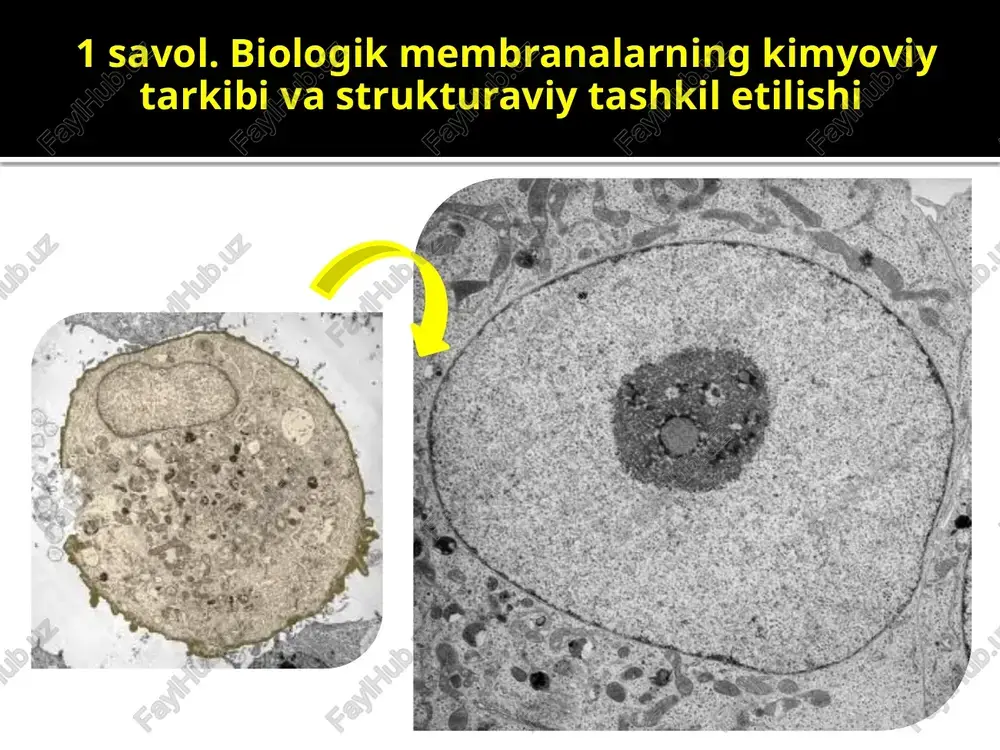 (skanerlash elektron mikroskopidan olingan mikrografiya). emfda quyidagilar aniq ajralib turadi: hujayra devori, vakuola (silliq membrana) yadro (yadro teshiklari membranada ko'rinadi) va ... bir nechta kichik organellalar, ehtimol mitoxondriyalar. muzlatish usuli - prokariotlarning parchalanishi va ultrastrukturasi: pyrobaculum aerophilum gramm-manfiy, o'ta termofil, novda shaklidagi arxeya bo'lib, o'lchami 3-8 * 0,6 mkm. 75 dan 104 0c gacha haroratda yashashi mumkin, iflos sariq dumaloq koloniyalar hosil qiladi. geotermal buloqlarda va qora chekuvchilarda keng tarqalgan. u birinchi marta ischia (italiya) maronti beach shahridagi qaynoq dengiz suvi namunasidan olingan. shuning uchun, pyrobaculum aerophilum umumiy nomi lotin tilidan "olov tayoqchasi" deb tarjima qilinganligi ajablanarli emas. ris.: a - umumiy ko'rinish, transmissiya elektron mikroskopi; b - membrananing bo'limi; c - umumiy ko'rinish, muzlatish usuli. biomembrana oqsillari: integral membrana oqsillari lipid ikki qavatini birma-bir yoki qayta-qayta kesib o'tadigan va u bilan kuchli bog'langan transmembran spirallashgan hududlarga (domenlarga) ega. periferik membrana oqsillari membranada lipid ankrajlar tomonidan ushlab turiladi va boshqa …