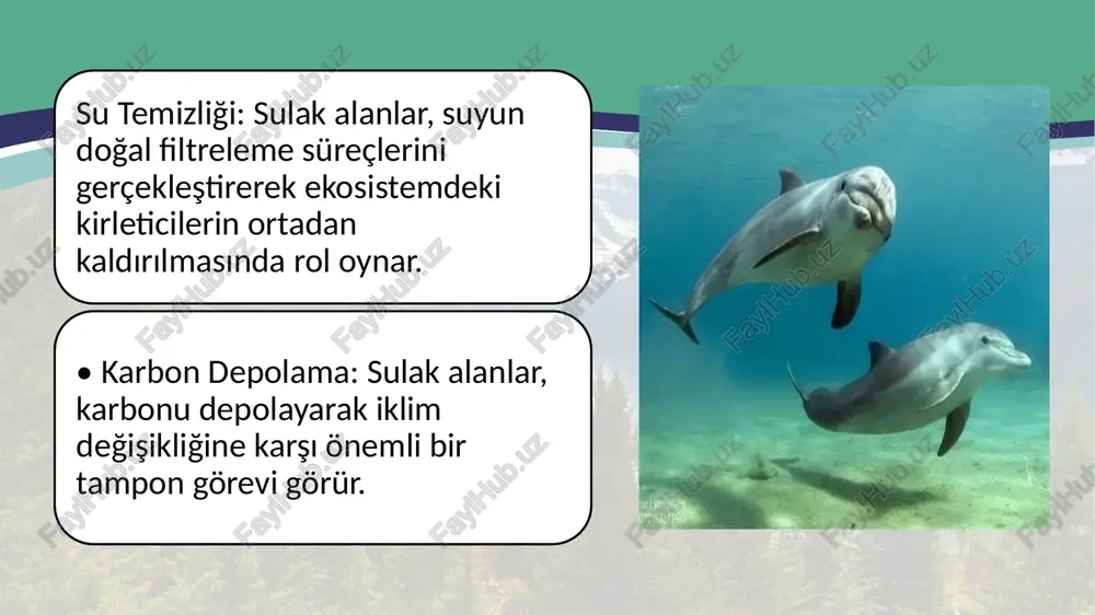 e bu alanların korunması biyolojik çeşitliliğin sürdürülebilirliği için hayati öneme sahiptir. kirlilik, iklim değişikliği ve insan müdahalesi gibi tehditlere karşı sulak alanların korunması için etkin stratejiler geliştirilmesi gerekmektedir. bu doğrultuda, hukuki düzenlemeler, sürdürülebilir yönetim, habitat restorasyonu ve halkın bilinçlendirilmesi, su ekosistemlerinin geleceği için atılacak önemli adımlardır. doğayı korumak bizim elimizde kaynaklar: 1. ramsar convention on wetlands (1971). the ramsar convention manual: a guide to the convention on wetlands. ramsar convention secretariat. 2. sala, o. et al. (2000). global biodiversity scenarios for the year 2100. science, 287(5459), 1770-1774. 3. millennium ecosystem assessment (2005). ecosystems and human well-being: wetlands and water ecosystems. island press. 4. unep (2016). state of the environment and outlook report on wetlands. united nations environment programme (unep). 5. keddy, p. a. (2010). wetland ecology: principles and conservation. cambridge university press. i̇lginiz için teşekkür ederiz image2.jpeg image3.png image4.png image5.png image6.png image7.png image8.png image1.jpeg /docprops/thumbnail.jpeg