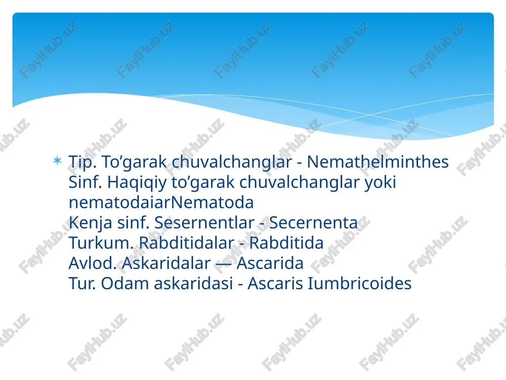 hkil etadi. bu yo’llar yana kengayib (yo’g'onlashib) bachadonni hosil qiladi va o’zaro qo’shilib, tananing o’rta qismida jinsiy teshik bilan tashqariga ochiladigan qinga aylanadi. erkaklik jinsiy teshigi toq naydan iborat bo’lib, nayning eng ingichka uchi urug'don, yo'g'onlashgan qismi esa urug’ yo’li vazifasini bajaradi. urug’ yo’li o’z navbatida urug’ to’kuvchi kanalga o’tib, kloakaga ochiladi. kloaka ichida kutikuladan iborat bo’lgan ikkita spikula, ya'ni qo’shilish organi joylashgan. odam askaridasi oraliq xo'jayinsiz rivojlanadi. parazitning yagona xo’jayini odam hisoblanadi (40-rasm). odam ariq va hovuz suvlarini qaynatmasdan ichishi, meva va sabzavotlami yuvmasdan iste'mol qilishi oqibatida askaridaning tuxumlarini o’ziga yuqtiradi. odam ichagiga tushgan tuxumlardan lichinkalar chiqadi. lichinkalar ichak devorini teshib qonga o’tadi va qon oqimi bilan jigar, yurak va undan o’pka alveollarga yetib boradi. so’ngra alveollar devorini teshib, nafas yo’liga o’tadi. keyinchalik bronxlar va kekirdak orqali og’iz bo’shlig'iga va u yerdan so’laklar bilan oshqozon orqali ichakka borib rivojlanishni davom ettiradi. odam organizmida askaridaning murakkab migratsiyasi 10-12 kun davom …