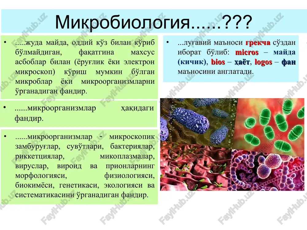 r edi. mikroorganizmlarning ochilishi birinchi mikroskopni kashf etilishi bilan bog'liqdir. birinchilar qatori gans va zaxariy yansen, so'ngra g.galiley va k. drebbel tomonidan eng sodda mikroskoplar yaratildi va yanada takomillashtirildi. ii. morfologik davr. «morfologik» davrini boshlab bergan gollandiyalik antoni van levenguk hisoblanadi. levenguk shishadan ziynat buyumlar yasaydigan korxonada ishlar edi. u shisha linzalar yasab, ulardan mayda narsalarni kattalashtirib ko'radigan asbob – sodda mikroskop yasaydi. u o'z mikroskopida ko'lmak suv tomchilarini, tish kiridan tayyorlangan preparatlarni, turli xil organik moddali suvlar (qaynatmalar) ni tekshirib, ular ichida har tomonga qarab harakatlanuvchi tirik mavjudotlarni kuzatadi va ularning rasmlarini chizadi. u shu ko'rgan mavjudotlariga “tirik hayvonchalar” – «animalkulaviva» deb nom beradi. mikroorganizmlarning birinchi sistematikasi daniyalik myullerga (1786) taalluqlidir. u suv va tuproqdagi «animalkullar» ni sistemaga soladi va ularning «infuzoriyalar» deb atadi. shved olimi k. linney (1707-1778) hamma tirik mavjudotlarni bir sistemaga solgan bo'lsa ham, mikroorganizmlarni bir «xaos» (tartibsiz, tartibga solib bo'lmaydigan) guruhga kiritadi. «fiziologiya davri» - …