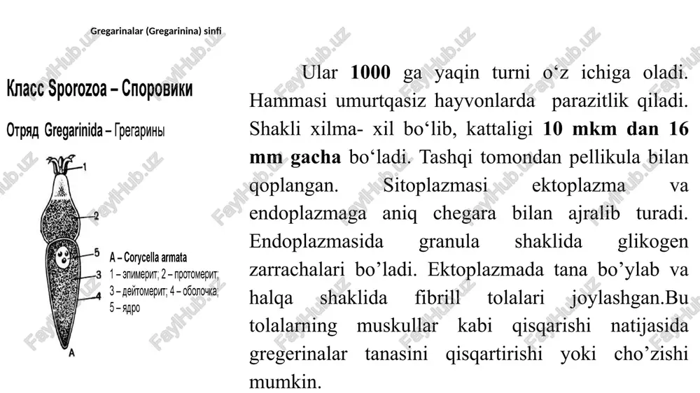 lar ichak bo‘shlig‘iga tushadi. sporozoitlar faol harakatlanib ichak, jigar, oshqozonosti bezi hujayralariga kirib oladi va oziqlanib o‘suvchi stadiya – trofozoitlarga aylanadi. ular keta-ket bo‘linib, ko‘p yadroli shizontlarni hosil qiladi. shundan so‘ng shizontlar bo‘linib, ko‘p sonli (32 tagacha) merozoitlarni hosil qiladi. (shizogoniya yuz beradi.) merozoitlar ichak bo‘shlig‘iga chiqib, qo‘shni hujayralarga kirib oladi va jinssiz ko‘payish takrorlanadi. jinsiz ko‘payish 4-5 marta takrorlangandan so‘ng, meroziotlardan jinsiy hujayralar (gametalar) hosil bo‘la boshlaydi. bunda makrogamont bo’linmfadan tuxum hujayrani hosil qiladi. mikrogamont o’sib kattalashgach, ko’p marta bo’linib mikrogametelarni hosil qiladi. spermatozoidlar tanasi cho’ziq bo’lib, 2 xivchinli harakatchan bo’ladi. ikkalasi qo’shilib zigotani hosil qiladi. zigota o’zidan ikki qavatli qobiq ishlab chiqarib, oosistaga aylanadi. oosistani bundan keying rivojlanish organizm tashqarisida boradi. tashqi muhitda uning yadrosi ikki marta bo`linadi, har qaysi yadro sitoplzma bilan o`ralib 4 ta sporablastni hosil qiladi. toksoplazma (toxoplasma) avlodi koksidiyalari har xil qushlar va sut emizuvchilar hamda odamlarning jigari, talog’i, miyasi va qon tomirlarida parazitlik …