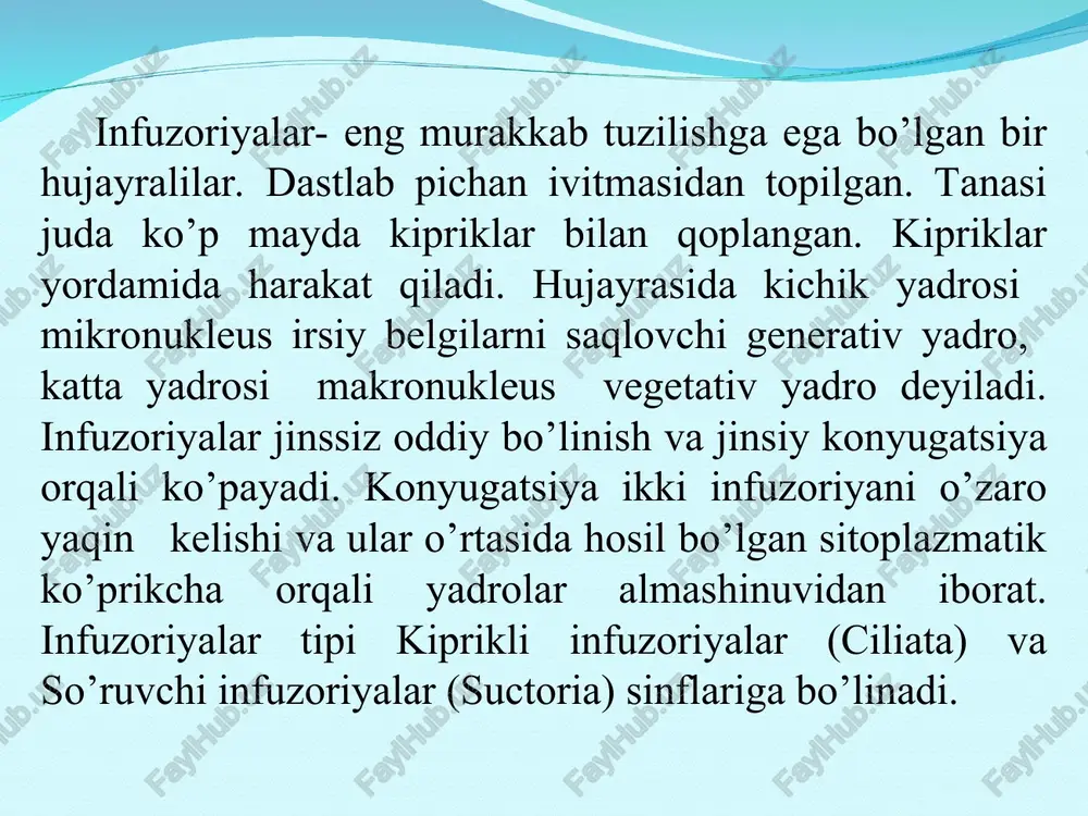qiladi. ko’payishi. tufelka jinssiz va jinsiy yo’l bilan ko’payadi. jinssiz ko’payishda katta va kichik yadrolar qobig’i emirilib, tanasi o’rta qismidan ingichka tortadi va ikkiga ajraladi. jinsiy ko’payishda ikki tufelkaning og’izoldi chuqurchasi tomoni bilan yaqinlashadi. har ikkala tufelkada pellikula qobig’ining bir-biriga tegib turgan joyi erib, ular sitoplazmasi o’rtasida bog’lanish hosil bo’ladi. so’ngra katta yadro emirilib, sitoplazmaga tarqalib ketadi, kichik yadro bir necha marta bo’linadi. dastlab kichik yadro 2 marta bo’linib, 4 tadan yadrocha hosil qiladi. ularning uchtasi emirilib, qolgan bittasi ikkiga bo’linadi. hosil bo’lgan yadrolardan biri harakatchan, ikkinchisi harakatsiz bo’ladi. infuzoriyalar harakatchan yadrolarini almashinishadi. almashingan harakatchan yadrolar harakatsiz yadrolar bilan qo’shiladi. ana shundan so’ng infuzoriyalar ajralib ketadi. ulardagi yadro ikkiga bo’linib, biridan kichik yadro, ikkinchisidan katta yadro hosil bo’ladi. bu hodisa ko’p hujayrali hayvonlarning urug’lanishini eslatadi. infuzoriyalarning jinsiy ko’payishi kon’yugastiya deyiladi. jinsiy ko’payishdan so’ng infuzoriyalar yana jinssiz ko’payishga kirishadi. kon’yugatsiyaning mohiyati ikkita har xil organizm o’rtasida irsiy belgilar almashinuvidan iborat. infuzoriyalar …