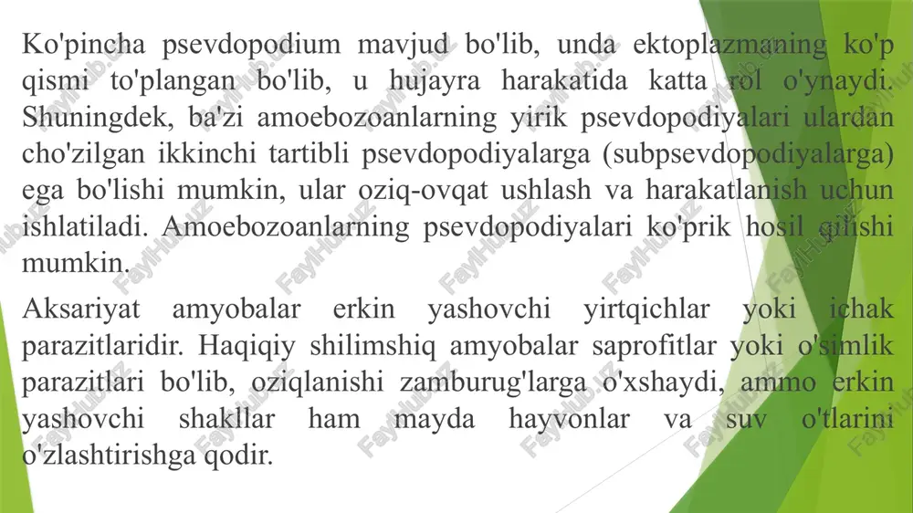. amyoba sista orqali tarqaladi. sista suv yoki ovqat bilan odam ichagiga tushganda uning qobig‘i yemiriladi. sitoplazmasi esa yadrolar soniga muvofiq ikki marta bo‘lingach, to‘rt amyoba hosil bo‘ladi. kuchli zararlangan odamlar ichagidan bir sutkada 300 mln. gacha sista chiqadi. odam ichagida yashovchi ayrim amyobalar zararsiz hisoblanadi. entamoeba coli shunday amyobalardan biridir. sistasi 8 yadroli. entamoeba coli foraminiferalar foraminiferalar vakillari dengiz va okeanlarda hayot kechiradi. ular har xil chuqurlikda, qirg‘oqning litoral zonasidan boshlab eng chuqur abissal qismigacha tarqalgan. ko‘pchiligi 200 m. chuqurlikda yashaydi. ayrim vakillari ya’ni globigerina planktonda hayot kechiradi. ularning sitoplazmatik tanasi turli shakldagi kremniy (qum) zarralaridan va ohaktosh (caco3) dan tarkib topgan. ohak skeletli foraminiferalarning ko‘pchilik turlari ko‘p kamerali chig‘anoqqa ega. chig‘anog‘i sirtida juda mayda teshikchalar bor. teshikchalardan juda ko‘p ipchalar – rizopodiylar chiqib turadi. ular orqali bir hujayrali suv o‘tlarni yopishtirib oladi. yirikroq oziqni chig‘anoqdan tashqarida fagotsitoz usulda hazm bo‘ladi. ko‘p kamerali elfidium (elphidium crispa)ning jinssiz ko‘payishi bir …