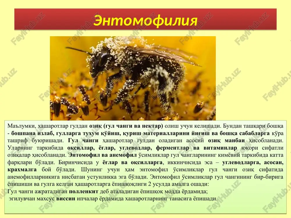ektardonlarning shakli va joylanishi turli-tumandir. ular gulning har-xil organlarida (kosachabarglarda, tojibarglarda, gul o'rnida, changchi ipida va boshq.) joylashishi mumkin. ba'zan ular nektardonga aylangan kosachabarglarning pixlarida (nasturtsiya) yoki tojbarglarning pixlarida (isfarak) joylashishi mumkin. shunday qilib, sodda tuzilishga ega bo'lgan oilalarda nektardonlar gul qismlarining tashqi doirasida joylashsa, murakkabroq tuzilishdagilarida esa ustunchaning ostki qismida joylashadi. gullarning rangi changlovchi hasharotlarni o'ziga jalb qilishda oziq mahsulotlardan tashqari ularning rangi va o'ziga xos hidi ham muhim rol o'ynaydi. gullarning yaqqol ko'zga tashlanishi ularning rangi bilan belgilanadi. o'simliklarda oddiy gulqo'rg'on, kosachabarglar, tojibarglar, changchilar, yuqorigi barglar va gulyonbarglari turli ranglarda bo'lishi mumkin. ba'zi o'simliklarning ranglari inson ko'zlari ko'rmaydigan, lekin asalarilar ko'radigan qisqa to'lqinli ultrabinafsha nurlaridan tashkil topgan bo'lishi mumkin. ular o'simliklarda turli xil pigmentlar – flavanoidlar (antotsian va flavonlar), karatinoidlar, antofeinlarning bo'lishi bilan xarakterlanadi. uchayotgan o'rdak (caleana major) janubiy va sharqiy avstralii. bo'yi 50 sm. 2-4 gulli. poya asosida yagona barglari bo'ladi. original: file:///d:/neobychnyh-form.html ayrim o'simlik (salob - …