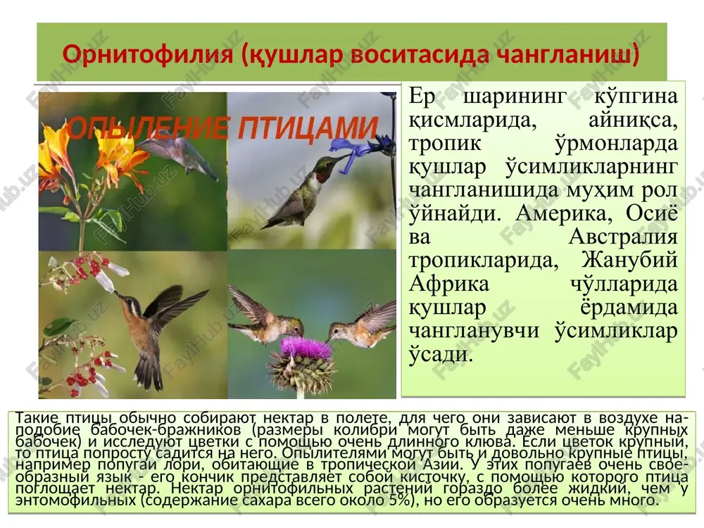 arida esa gul shakliga mos ravishda qayrilgan bo'lib, oziqa oladigan ma'lum tur o'simliklarning gullarining shakli va katta-kichikligiga qarab shakllangan. changlovchi qushlar asosan meliphagidae, nectarinidae, drepanididae va trochilidae oilalari vakillari hisoblanadi. ornitofil gullar va qushlar orasidagi munosabatlarda tabaqalanish kuzatilmaydi. aksariyat ornitofil o'simliklar gullari qushlarning turli vakillari yordamida changlanadi, ushbu qushlar ham turli o'simlik gullaridan nektar yig'ishga moslanishgan. ayrim o'simlik vakillari faqatgina ma'lum qushlar bilan changlanishga moslashgan, masalan, kalibrilar ularning gullarini tumshuqlari bilan urib ochishadi. turli oilaga mansub har-xil changlovchi qushlar tumshuqlarining tuzilishi: 1,2 –meliphagidae oilasi; 3 –nectarinidae oilasi; 4, 5 – drepanididae oilasi; 6–8 –trochilidae oilasi ornitofil gullar: ornitofil gullarning o'lchamlari har xil bo'lib, hid taratmaydi. ulardagi nektarlar asosan saxarozadan iborat, uning nektardagi kontsentratsiyasi 10-33% gacha etadi. gulchangidan qushlar ba'zi hollardagina oqsil manbai sifatida foydalanishadi. ornitofil o'simliklarni faqat qushlargina changlantirib qolmasdan, ularni turli hasharotlar va ba'zan ko'rshapalaklar ham changlantirishadi. ornitofiliya boshqa changlanish usullariga nisbatan keyinroq paydo bo'lgan usuldir. olimlar bu usulni …