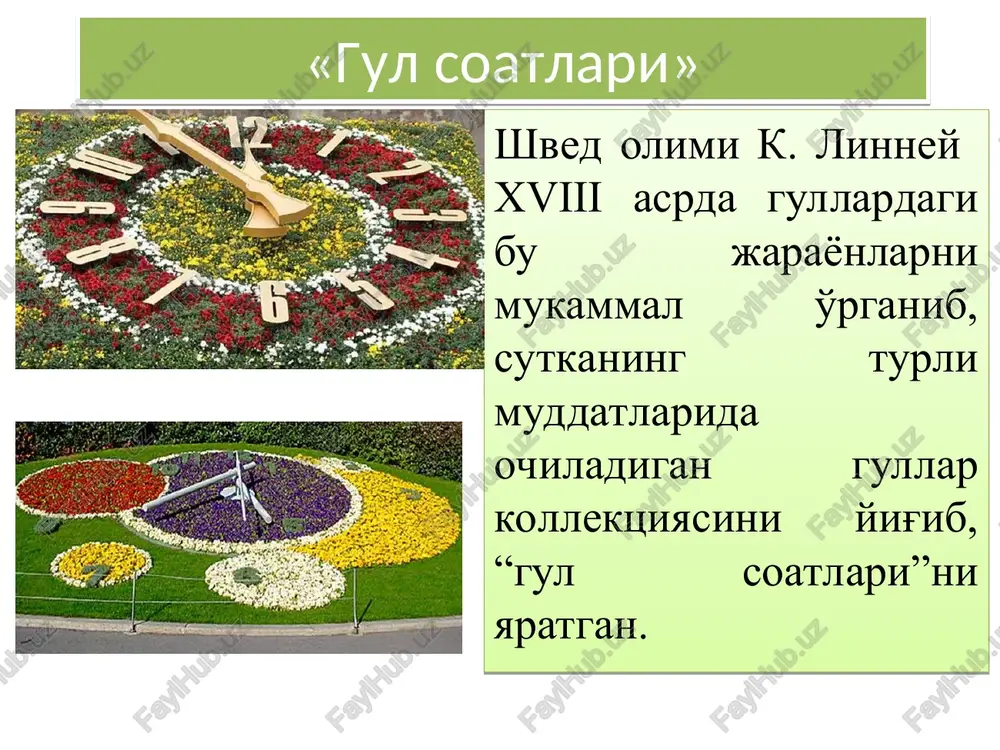 ka borib, kunduzgi yorug'lik intensivligi kamayishi bilan ochilishdan to'xtaydi yoki hattoki, yopilib qoladi. tungi tipdagi gullar tojibarglarining yopilishiga esa yorug'lik intensivligining oshishi sabab bo'ladi. gullashning ertalabki tipi tashqi muhit omillari gullashning turli tipidagi o'simliklarga bir xil ta'sir ko'rsatmaydi. gullashning ertalabki tipidagi o'simliklar gullarining ochilishiga asosiy ta'sir ko'rsatuvchi omil – bu yorug'lik (issiqlik bilan birga) dir. bu xolat ayniqsa qoqi, takasoqol, sachratqi, dalachoy gullarida yaqqol namoyon bo'ladi. ushbu o'simliklar to'pgullarini yorug'lik o'tkazmaydigan izolyatorlar bilan yopilganda, havo harorati izolyatorning ichkarisida va tashqarisida bir xil bo'lgan taqdirda ham to'pgullardagi gullash jarayoni to'xtaydi. dalachoy (hypericum elegans) da gullashning ertalabki tipi. dalachoy (hypericum elegans) da gullashning ertalabki tipi. 1-ochilgan gullar soni; 2-havo harorati; 3-havoning nisbiy namligi; % da (demyanova, ponamarev, 1979). gullarning ochilishiga issiq haroratning ta'siri ayrim o'simliklarda esa, masalan, pechakgul (convolvulus arvensis) da gullash ertalabki tipda bo'lishiga qaramay, yorug'lik gullarning ochilishiga ta'sir ko'rsatmaydi. bu o'simlikning gullari faqat 19-20°s da ochila boshlaydi, bunda asosiy faktor …