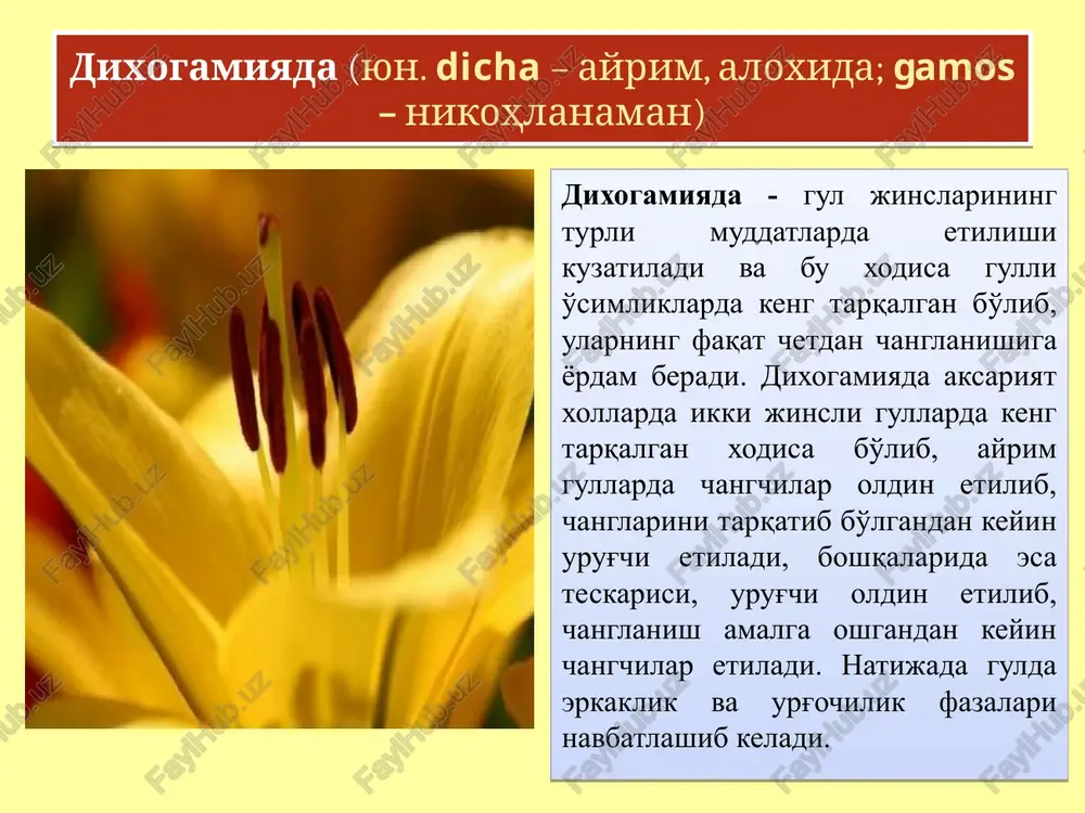rkaklik va urg'ochilik fazalarining davomiyligi vaqt doirasida shunchalik chegaralanganki, gullarda avtogamiya sodir bo'lishiga imkoniyat bo'lmaydi. skabioza (scabiosa ochroleuca) da protandriya: 1- changchi stadiyasidagi chetki gullar; 2 - shu gulning urug'chi stadiyasi; 3 - changchi stadiyasidagi o'rtadagi gul; 4-shu gulning urug'chi stadiyasi protandriya chinniguldoshlar oilasidan qumisparak (silena dichotoma). qumisparak gullari kechasi gullaydi va changlanadi. gullar kechqurun soat 18-19 lar atrofida ochiladi va ertasi kuni ertalab yopiladi. gullar ochilishining birinchi kechasida 5 ta, ikkinchi kun kechqurun ham keyingi 5 ta changchilar etiladi va har bir changchi ertasi kun ertalabga borib qurib qoladi. protandriya protandriya qo'ng'iroqgul (campanula sp.) turlarida ham keng tarqalgan. o'simlik gullari hali ochilmasdan turib, g'unchalik davridayoq yirik changchilari urug'chining ustunchasini o'rab, unga yopishib turadi. protandriya qo'ng'iroqgul (campanula sp.) turlarida ham keng tarqalgan. o'simlik gullari hali ochilmasdan turib, g'unchalik davridayoq yirik changchilari urug'chining ustunchasini o'rab, unga yopishib turadi. changchilar changdonlari yorilib, uning ichidagi changlari ustuncha devoridagi yopishqoq tukchalar orasiga to'kiladi. gullari …