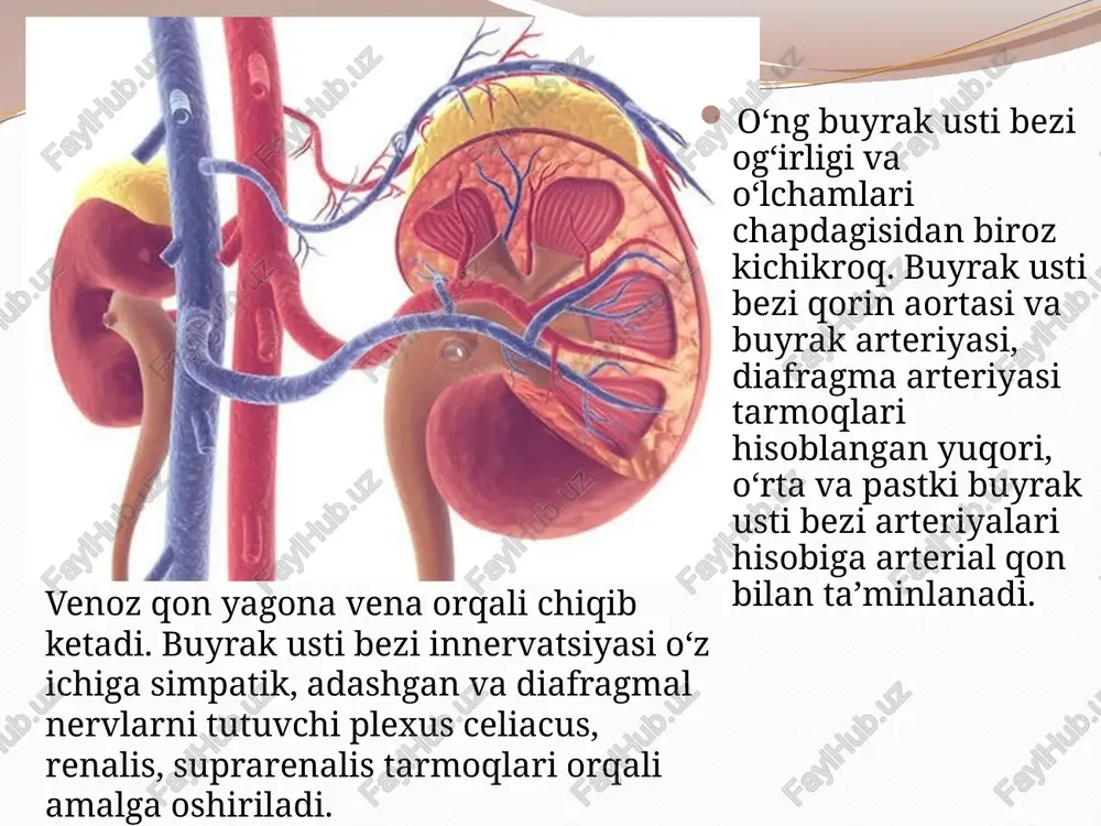 kortizol), mineralokortikoidlar (aldosteron) va qisman jinsiy gormonlar yetarli miqdorda ishlab chiqilmaydi. natijada organizmning moddalar almashinuvi, suv-elektrolit muvozanati va stressga moslashish qobiliyati buziladi. kelib chiqishi (patogenez asoslari) buyrak usti bezi po‘stlog‘i uchta zonadan iborat: zona glomeruloza → aldosteron ishlab chiqaradi. zona fascikulata → kortizol ishlab chiqaradi. zona retikularis → androgenlar ishlab chiqaradi. addison kasalligida bu zonalar turli sabablar ta’sirida zararlanishi natijasida gormonlar sekretsiyasi keskin kamayadi. shuningdek, gipotalamo-gipofizar-o‘rta buyrak usti tizimi ham izdan chiqadi. addison kasalligi etiologiyasi addison kasalligi sabablari birlamchi va ikkilamchi bo‘linadi: 1. birlamchi (buyrak usti bezining bevosita zararlanishi): autoimmun adrenalit (eng keng tarqalgan sabab – 70–80%). infeksiyalar: sil (tuberkulyoz), qo‘ziqorin infeksiyalari, oiv. o‘smalar (buyrak usti bezi metastazlari, limfoma, karsinoma). genetik kasalliklar (adrenoleukodistrofiya va boshqalar). travma, jarrohlik yo‘li bilan bezlarni olib tashlash. gemorragik infarkt (masalan, sepsis yoki waterhouse–friderichsen sindromida). 2. ikkilamchi (gipofiz aktg yetishmovchiligi tufayli): gipofiz o‘smalari, travmalari, operatsiyasi. aktg sekretsiyasining pasayishi yoki yo‘qligi. glukokortikoidlarni uzoq muddat qo‘llash va ularni …