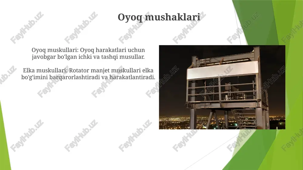 chanoq va son mushaklari - Page 3