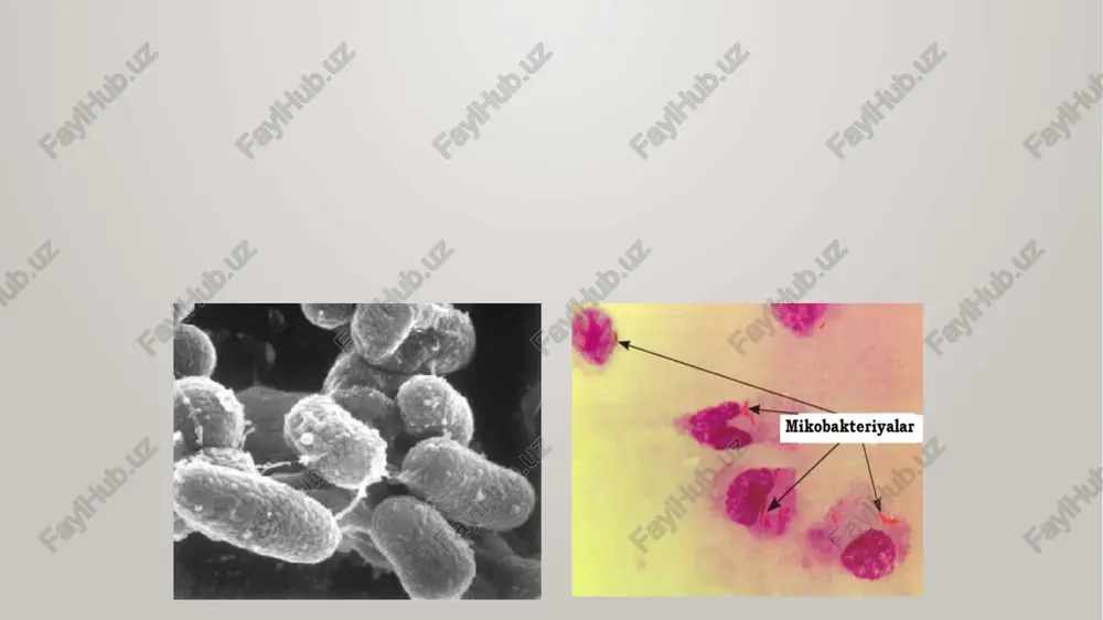 sil kasalligining mikrobiologik diagnostikasi - Page 3