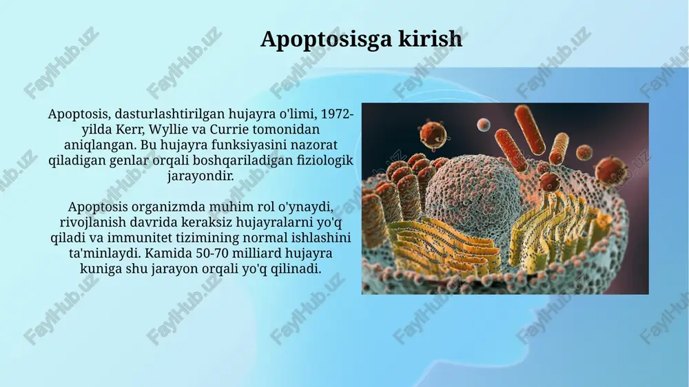 splazani 8 ni faollashtiradi, bu apoptoz kaskadini boshlab, hujayra oʻlimiga olib keladi. apoptosisning mexanizmlari mitochondrial mexanizmda, bcl-2 oilasining pro-apoptotik oqsillari, masalan, bax va bak, mitoxondriya membranasi permeabilizatsiyasini (mmp) qo'zg'atib, sitoxrom c ni chiqaradi. kaspazalar apoptosisning asosiy ijro etuvchilari hisoblanadi, ular inaktiv zimogenlar sifatida sintezlanadi va aktivatsiya uchun proteolitik bo'linishni talab qiladi, shuningdek, 8 va 9 kaspazalar iniciatorlar hisoblanadi. kaspazalar kaspazalar - sistein proteazalari bo'lib, 8- va 9-kaspazalar kabi initsiator kaspazalar apoptozni boshlash uchun boshqa kaspazalarni proteolitik faollashtiradi. ijrochi kaspazalar, masalan, 3, 6 va 7-kaspazalar apoptoz substratlarini parchalaydi va dnkni parchalamasdan oldin hujayra oqsillarini yo'q qiladi. bcl-2 oilasi bcl-2 oilasi a'zolari apoptozni tartibga soluvchi asosiy oqsillardir, ba'zilari, masalan bcl-2 va bcl-xl, xujayralarni himoya qilib, apoptoz jarayonini inhibe qiladi. pro-apoptotik a'zolar (bak, bax) mitoxondriyalarda kanal hosil qilib, sitoxrom c ning chiqishiga sabab bo'ladi, bu esa kaspazalarni faollashtirib, apoptozga olib keladi. apoptosisni tartibga solish bcl-2 oilasi oqsillari (bcl-2, bcl-xl) mitoxondriyadan sitoxrom c ajralishini …