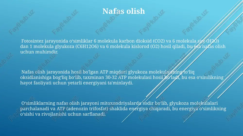 viy energiyaga (glyukoza) aylantirish orqali amalga oshiriladi va bu jarayon 6co₂ + 6h₂o → c₆h₁₂o₆ + 6o₂ formula bilan ifodalanadi. o‘simliklar fotosintez jarayonida yiliga taxminan 100 milliard tonnadan ortiq organik moddalar hosil qiladilar, bu yer atmosferasidagi kislorod miqdorini saqlab turishda muhim rol o‘ynaydi. o'simliklarda energiya saqlash o'simliklar yog' kislotalari va yog'larni ham energiya manbai sifatida ishlatib, urug'larda yoki maxsus to'qimalarda 20% gacha yog' shaklida saqlaydi. o'simliklar fotosintez jarayonida quyosh energiyasining 30-80% ni atp va nadph shaklida kimyoviy energiyaga aylantirib saqlaydi. kraxmal, asosiy energiya zahirasi sifatida, o'simlik hujayralarining amiloplastlarida 1000 ga yaqin glyukoza molekulalarining polimeri shaklida to'planadi. energiya almashinuvi va o'simlikning o'sishi o'simlikning o'sishi va rivojlanishi uchun zarur bo'lgan organik moddalar sintezida 30% gacha energiya sarflanadi, qolganlari transport va boshqa jarayonlarga yo'naltiriladi. atp – o'simlik hujayralarining asosiy energiya valyutasi bo'lib, respiratsiya orqali hosil bo'ladi va o'simlikning 1000 dan ortiq biokimyoviy reaksiyalarida ishtirok etadi. o'simlikning fotosintez jarayonida 1 gramm glyukoza hosil qilish …