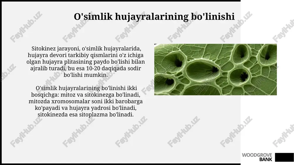 ana sistemasini o'z ichiga oladi. xloroplastlarning dnksi halqali shaklda bo'lib, taxminan 120 dan 160 kb gacha bo'lgan genetik materialni o'z ichiga oladi, bu ularning o'z-o'zini takrorlash va oqsil sintez qilish qobiliyatini ta'minlaydi. woodgrove bank o'simlik hujayralarining kattaligi diferensiatsiyalangan o'simlik hujayralari kattaligi turlicha bo'lib, meva hujayralari odatda 0,1 mm atrofida, yog'och hujayralari esa ancha uzun va ingichka bo'ladi. o'simlik hujayralarining o'lchamlari odatda 10 dan 100 mikrometrgacha, ammo ba'zi hollarda bir necha santimetrgacha yetishi mumkin, masalan, ba'zi tolalar hujayralari. woodgrove bank hududiy devor plazmodesmalar, hududiy devorda joylashgan va qo'shni hujayralar sitoplazmasini bog'laydigan 50-100 nanometr diametrli kanallar bo'lib, ular o'simlik to'qimalarida moddalarning o'tishi uchun muhim ahamiyatga ega. o'simlik hujayralarining hududiy devori, asosan, tsellyulozadan tashkil topgan bo'lib, uning qalinligi 0,1 dan 10 mikrometrgacha o'zgarib turadi va bu hujayra turiga va funksiyasiga bog'liq. woodgrove bank sitoplazma oqsillari sitoplazma oqsillarining 70% dan ortig'i strukturaviy oqsillar bo'lib, ular hujayra skeletini hosil qiladi va hujayra shaklini saqlashda muhim …
