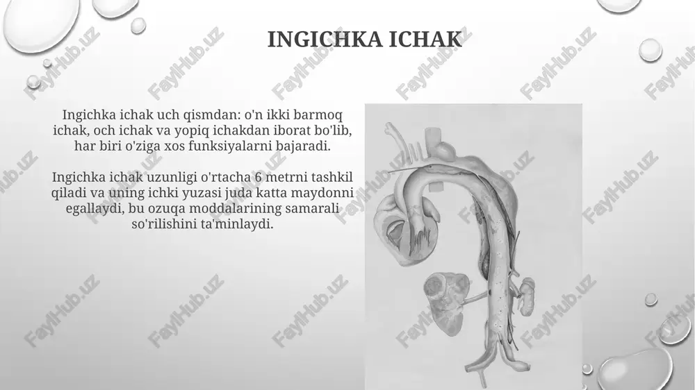ingichka ichak - Page 3