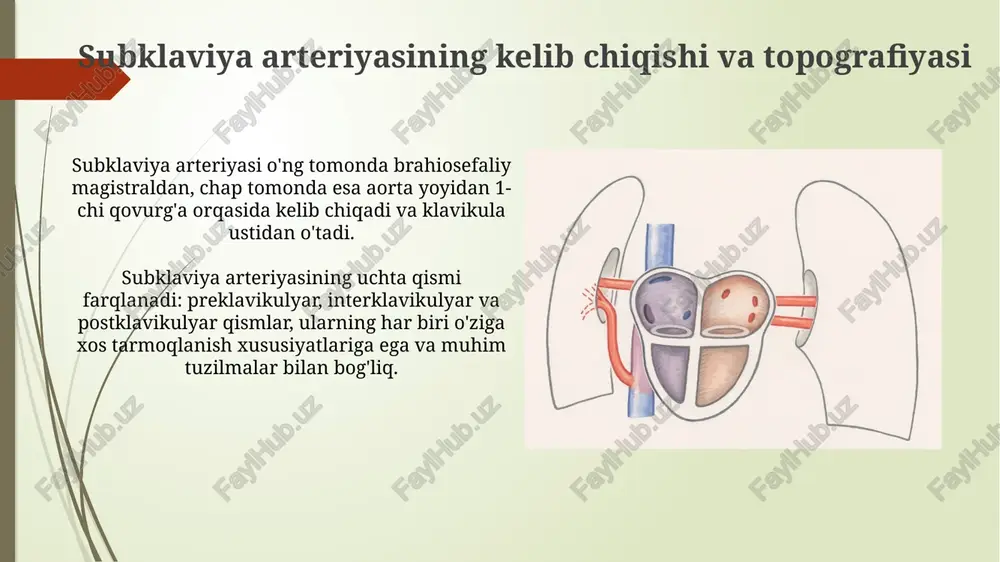 ka muskullarini qon bilan ta’minlaydi. subklaviya arteriyasining vertebral arteriyasi orqali miya uchun qon oqimining taxminan 20% ni ta'minlaydi, bu miyaning normal funksiyasi uchun muhim hisoblanadi. qovurgʻaosti arteriyasi va uning tarmoqlari qovurgʻaosti arteriyaning vertebralis shoxi orqa miya va bosh miyasini qon bilan ta'minlaydi va uning diametri taxminan 3-4 mm ni tashkil etadi. qovurgʻaosti arteriyasi (a. subclavia) oʻng tomonda brahiosefaliy magistraldan, chap tomonda esa aorta yoyidan boshlanadi va yettita asosiy shoxlarga boʻlinadi. skapula osti arteriyasi va uning tarmoqlari skapula osti arteriyasi, 3 ta asosiy shoxchaga boʻlinadi: supraskapular, sirtqi va ichki torakal arteriyalar, ular elkada mushaklar va suyaklarni qon bilan taʼminlaydi. supraskapular arteriya, elkaning yuqori qismiga qon oqimini taʼminlaydi, skapula boʻylab, infraspinatus va supraspinatus mushaklariga 1-2 ta shoxchalar yuboradi. elka sohasining arteriya yoylari ko'krak sohasidagi arteriyalarning tarmoqlanishi 2 dan ortiq bo'lib, bular ertak (skapulyar), orqa qo'lqop osti (dorsal) arteriyalarni o'z ichiga oladi. yog'arki ko'krak sohasidagi qo'lqop osti arteriyasining uchta bo'limi – birlamchi, ikkilamchi …