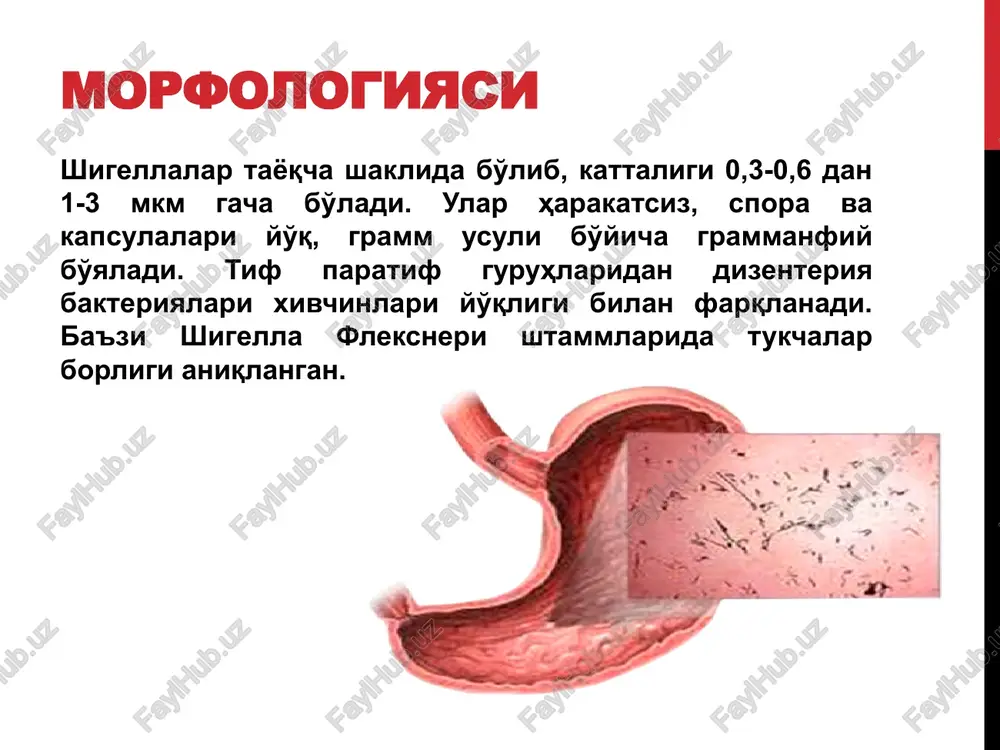 intoksikatsiya jigar, buyrak va ingichka ichak orqali ajraladi sensibilizatsiya chaqiradi ingichka ichak shilliq qavati va intramural nerv tolalarini shikastlaydi tomirlar o'tqazuvchanligini buzadi patogenezi og'iz orqali kirgan shigellalarning bir qismi me'da va ichakda hazm fermentlari ta'sirida xalok bo'lib, emiriladi. ularga ichakdagi mikroblar ham ta'sir qiladi. ana shu to'siqlarni engib o'tgan shigellalari yo'g'on ichak epiteliy hujayralariga epiteliotsitlarga joylashib ularda uzoq vaqt saqlana oladi va ko'payadi. hujayralarning bir qismi xalok bo'ladi va ulardan chiqqan shigellalarni neytrofil leykotsitlar va makrofaglar yutib oladi (fagotsitoz). ayni paytda ajralib chiqqan toksinlar organizmga o'z kuchini ko'rsatadi. toksinni neyrotropik xususiyatiga ega qismi markaziy nerv sistemasi vegetativ nerv sistemasi va simpatiko adrenal sistemaga ta'sir qiladi. bu intoksikatsiya moddalar almashinuvi jarayonining buzilishiga sabab bo'ladi. toksinning enterotrop xususiyatli qismi enterotoksin asosan yo'g'on ichak distal qismining shilliq pardasiga ta'sir qiladi. bu toksin adeniltsiklazani faol xolga keltirishi va natijada ichakda suyuqlik va ularning toksinlari ta'sirida ichak shilliq pardasi yallig'lanadi eraziya va yaralari paydo bo'ladi. …