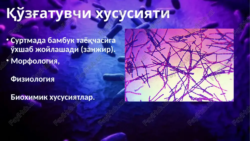 yada «lattafurush kasali», «jun qirquvchilar kasali» deb xam ataladi. transmissiv tarkalish yulida kasallik chivin, kuydirgi pashshasi chaqqanda xam yuqadi. maishiy kontakt yulida xayvonlarni so'yganda yuqadi. alimentar yuli kuydirgi batsillasi bilan ifloslangan oziq-ovqatlarni iste'mol kilish natijasida yuqadi. klinika teri shakli – ochiq joylar (qo'l, bosh, bo'yin, elka). dog', papula – qichishish → vezikula (to'q seroz – qonli)– yorilish – qora qipiq bilan qoplanish. atrofida shish vokrug otek. gemorragik-nekrotik yallig'lanish- kabunkul. og'riqsiz (farqi) (10 sm kattalikda). tarqalishi mumkin. generalizatsiyalangan = tana xarorati ko'tarilishi – bosh og'rig'i– qusish. ayrimlarda o'pka shikastlanishi (plevrit). ayrimlarda ichak shikastlanishi (kuchli oqriq). ayrimlarda toksik shok (mns) chastnaya mikrobiologiya 13 klinika chastnaya mikrobiologiya 14 mnojestvennie formi sibirskoy yazvi klinika chastnaya mikrobiologiya 15 e'tiboringiz uchun raxmat image2.jpg image3.jpg image4.png image5.png image6.jpg image7.jpg image8.jpeg image9.png image10.png image11.jpeg image12.png image13.jpeg image14.jpeg image15.jpeg image16.png image17.jpg image18.png image19.jpg image20.jpeg image21.jpeg image22.jpeg image23.png image24.jpeg image25.png image26.jpg image27.jpeg image28.jpg image29.jpeg image30.jpeg image31.jpg image32.png image33.jpg image1.jpeg /docprops/thumbnail.jpeg